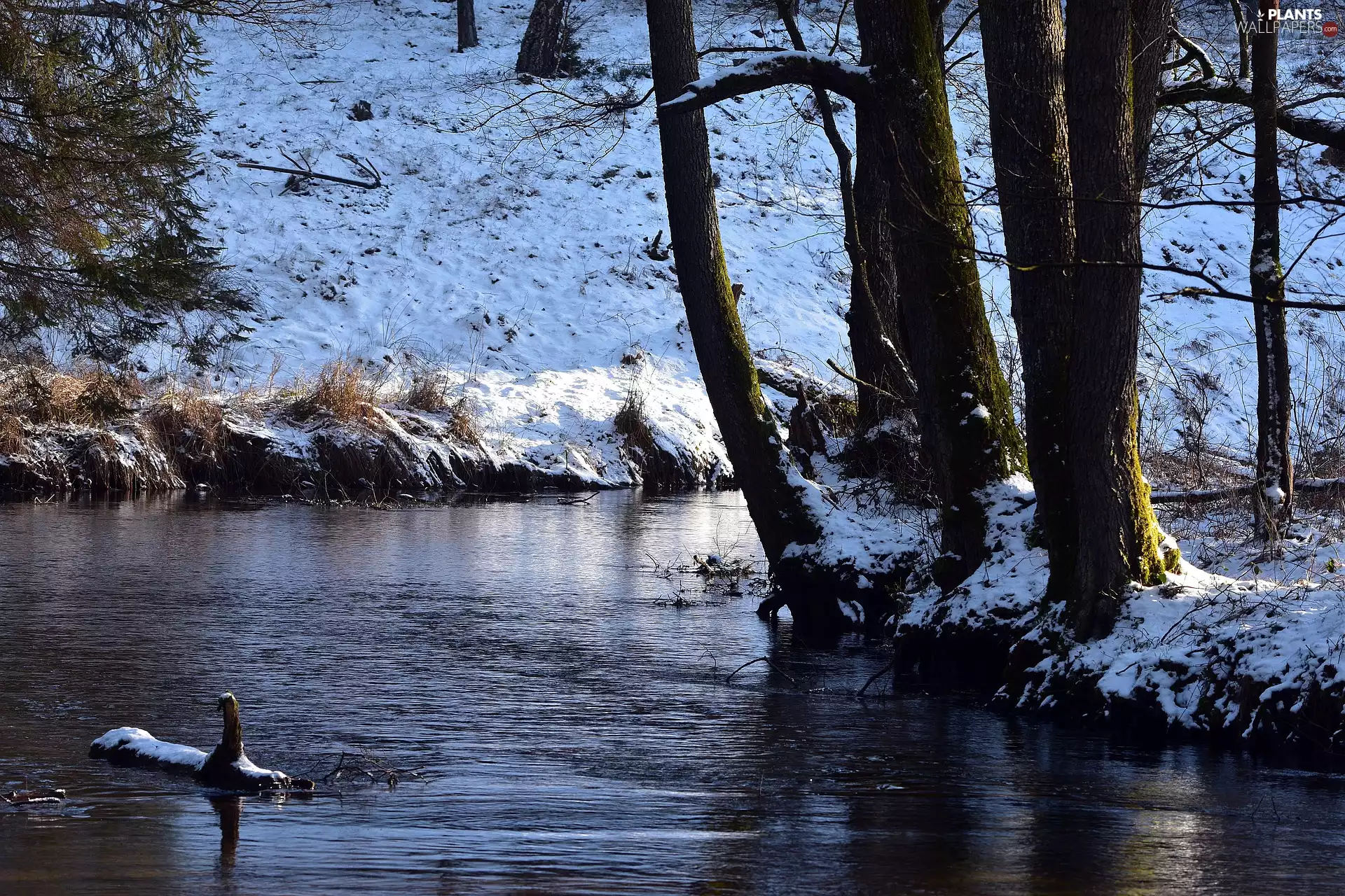 snow, River, trees, viewes, winter