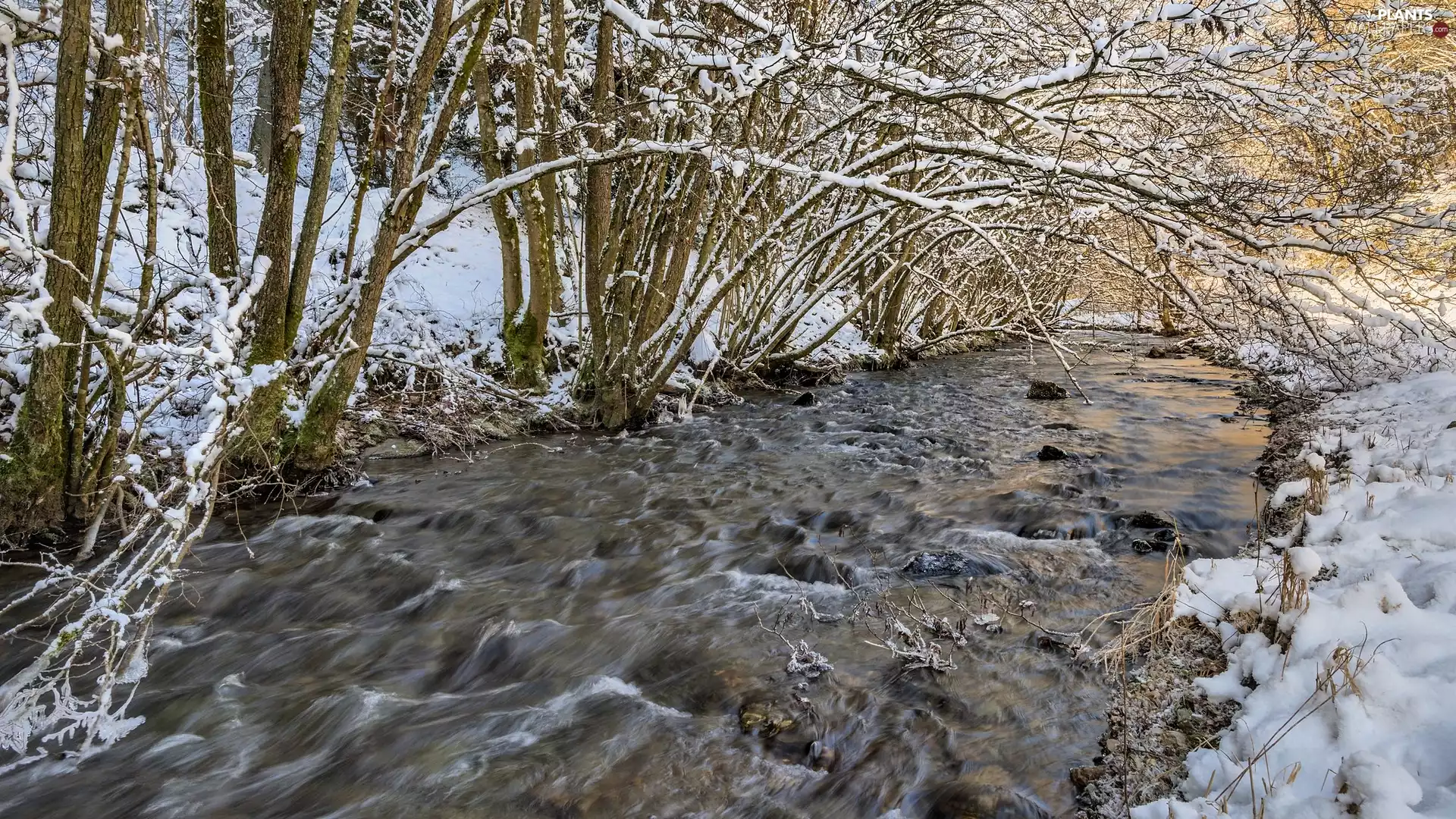 tear, River, trees, viewes, winter