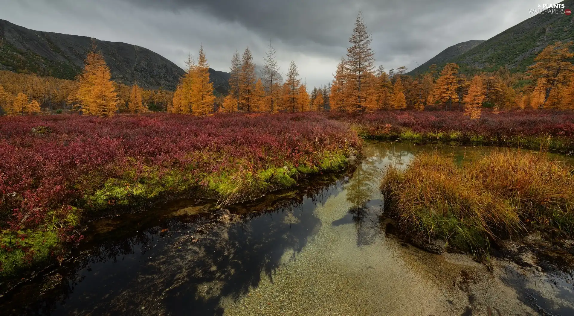 Magadan Circuit, Russia, autumn, Mountains, Kolyma River, VEGETATION, trees, viewes, forest