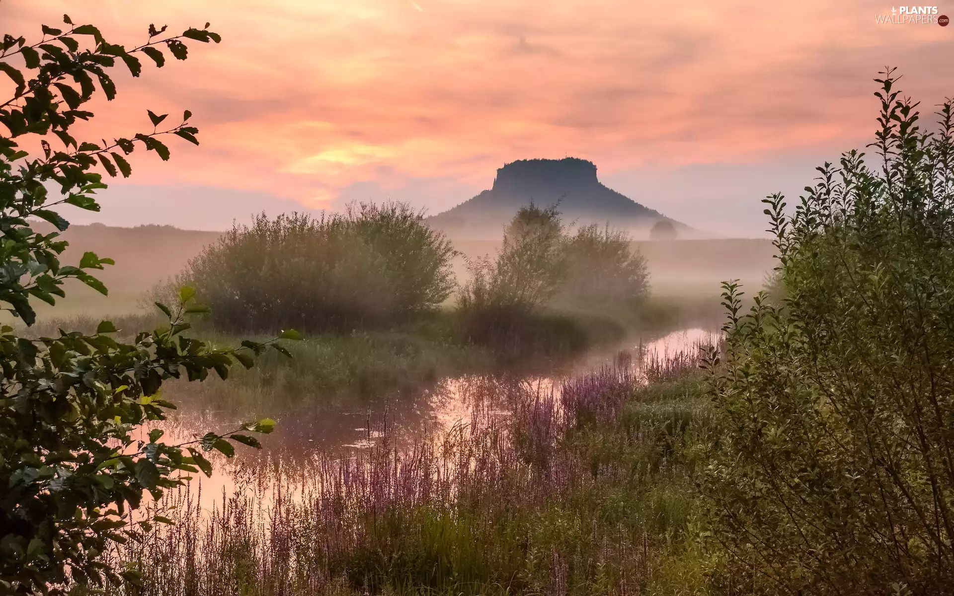 River, Saxon Switzerland National Park, Fog, mountains, Germany, VEGETATION, Bush