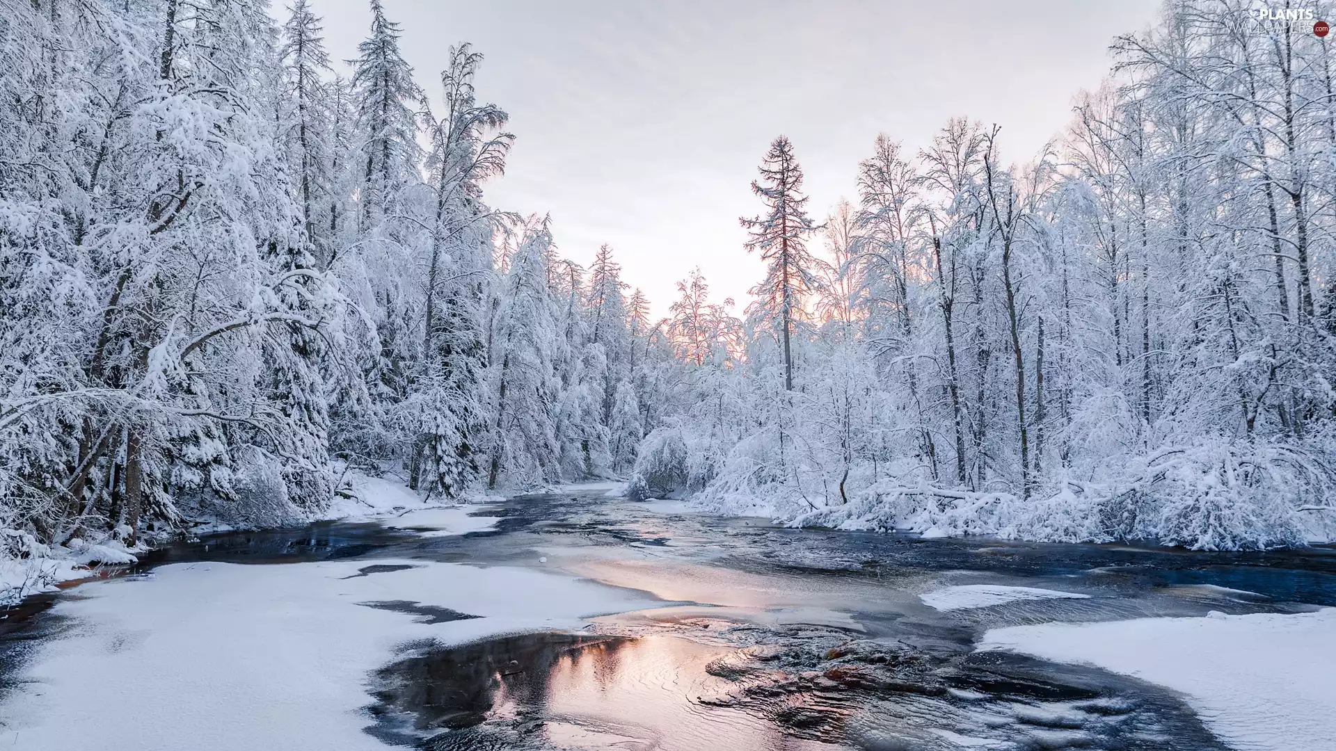 Snowy, forest, viewes, River, winter, trees, Bush