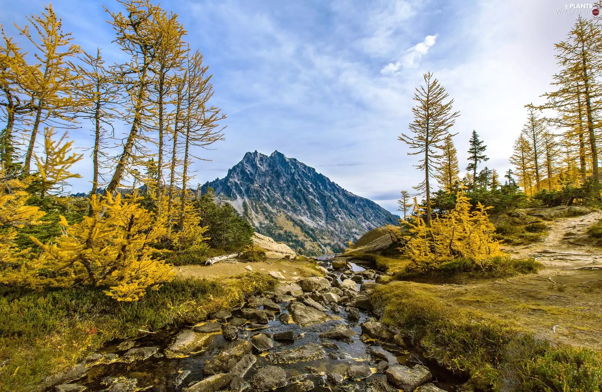 Stones, mountains, viewes, River, autumn, trees, Larches