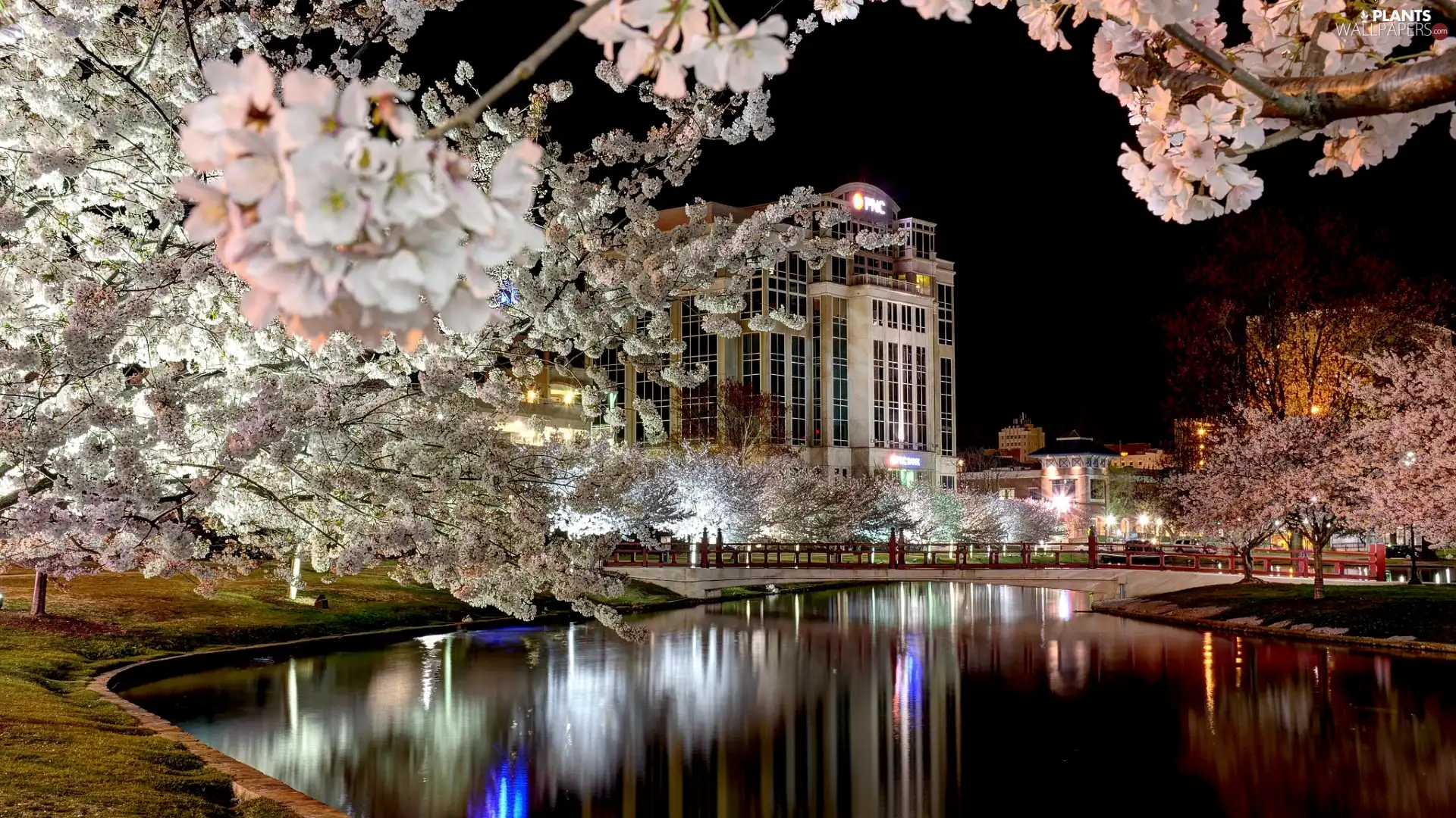 River, Spring, bridge, flourishing, Houses, Night, viewes, House, trees