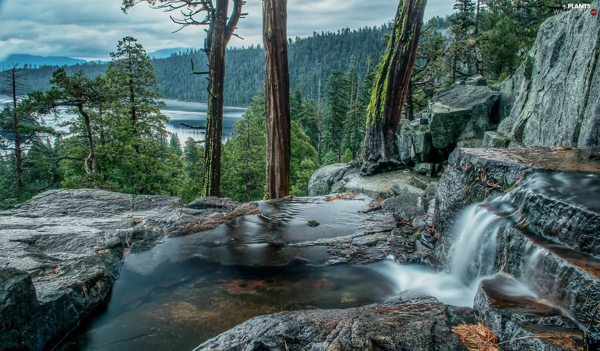 forest, trees, rocks, River, Rocks, viewes