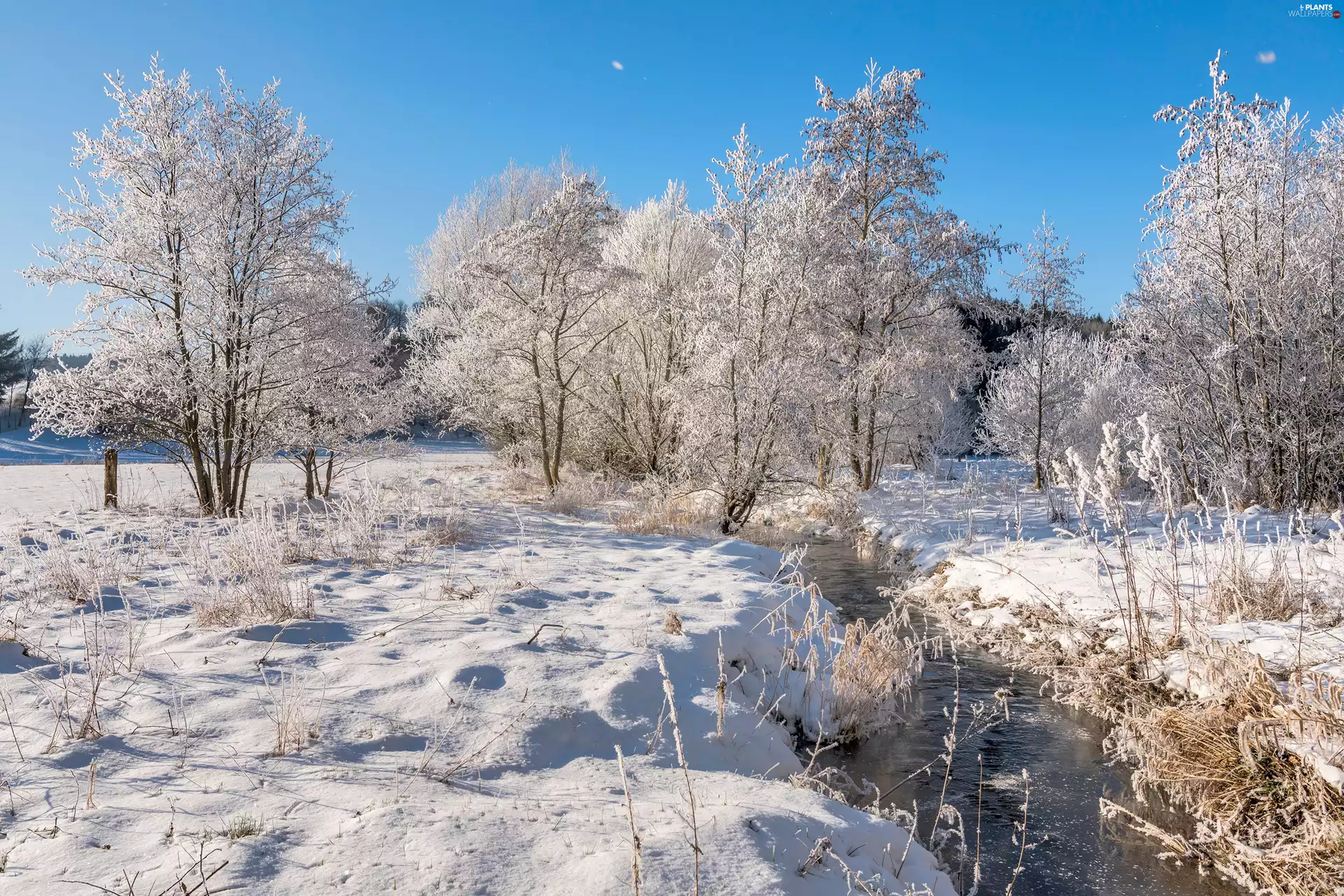Snowy, snow, viewes, River, winter, trees, grass