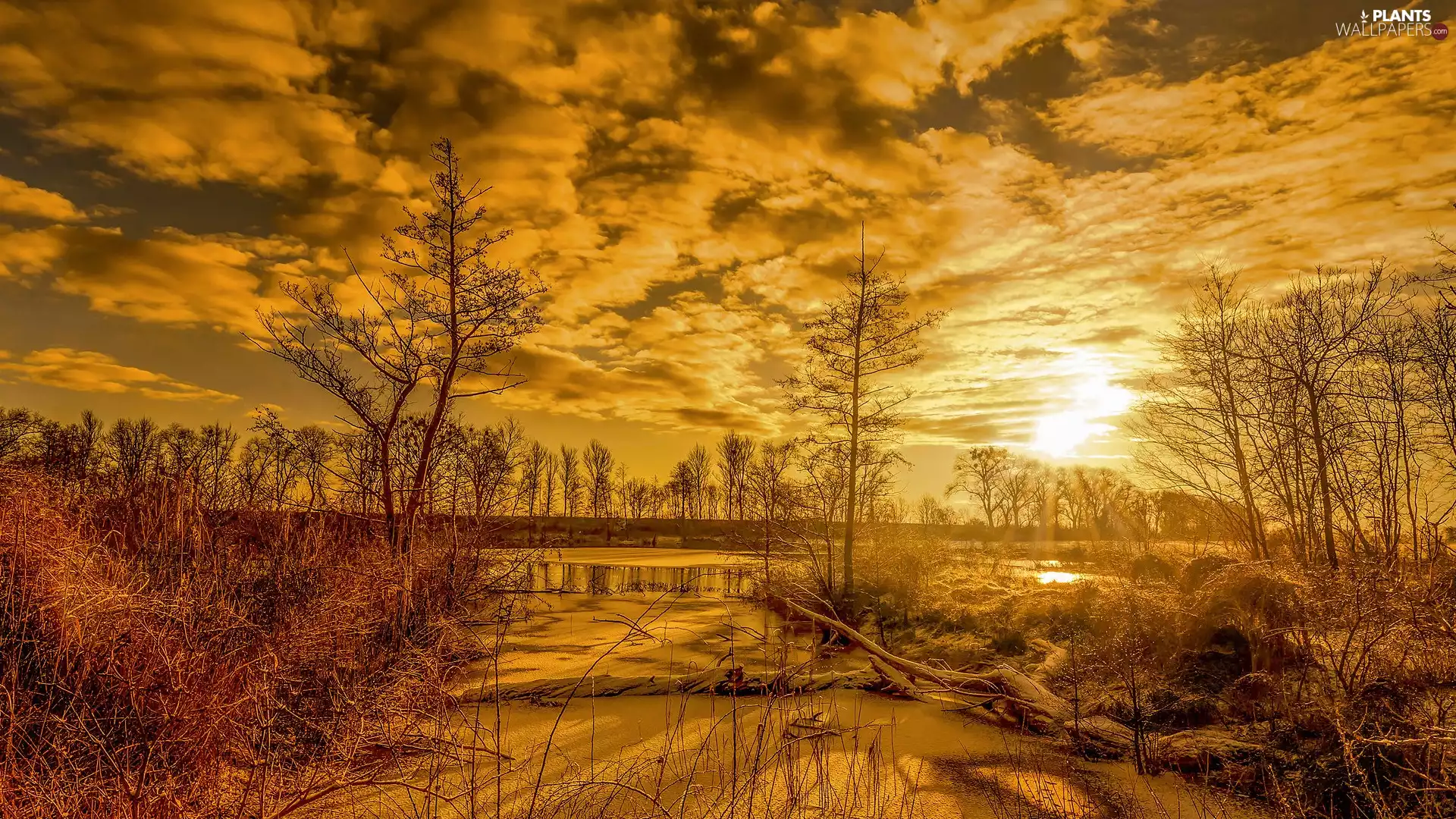 snow, Sunrise, viewes, River, winter, trees, rushes
