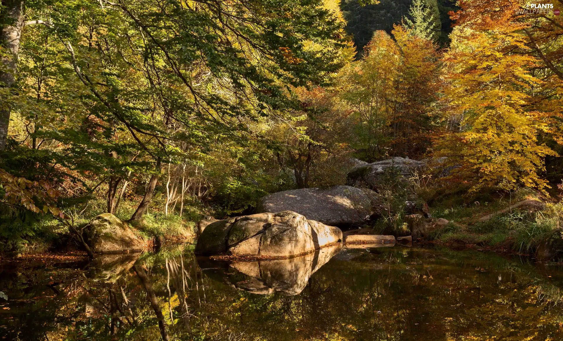 Stones, River, viewes, forest, trees