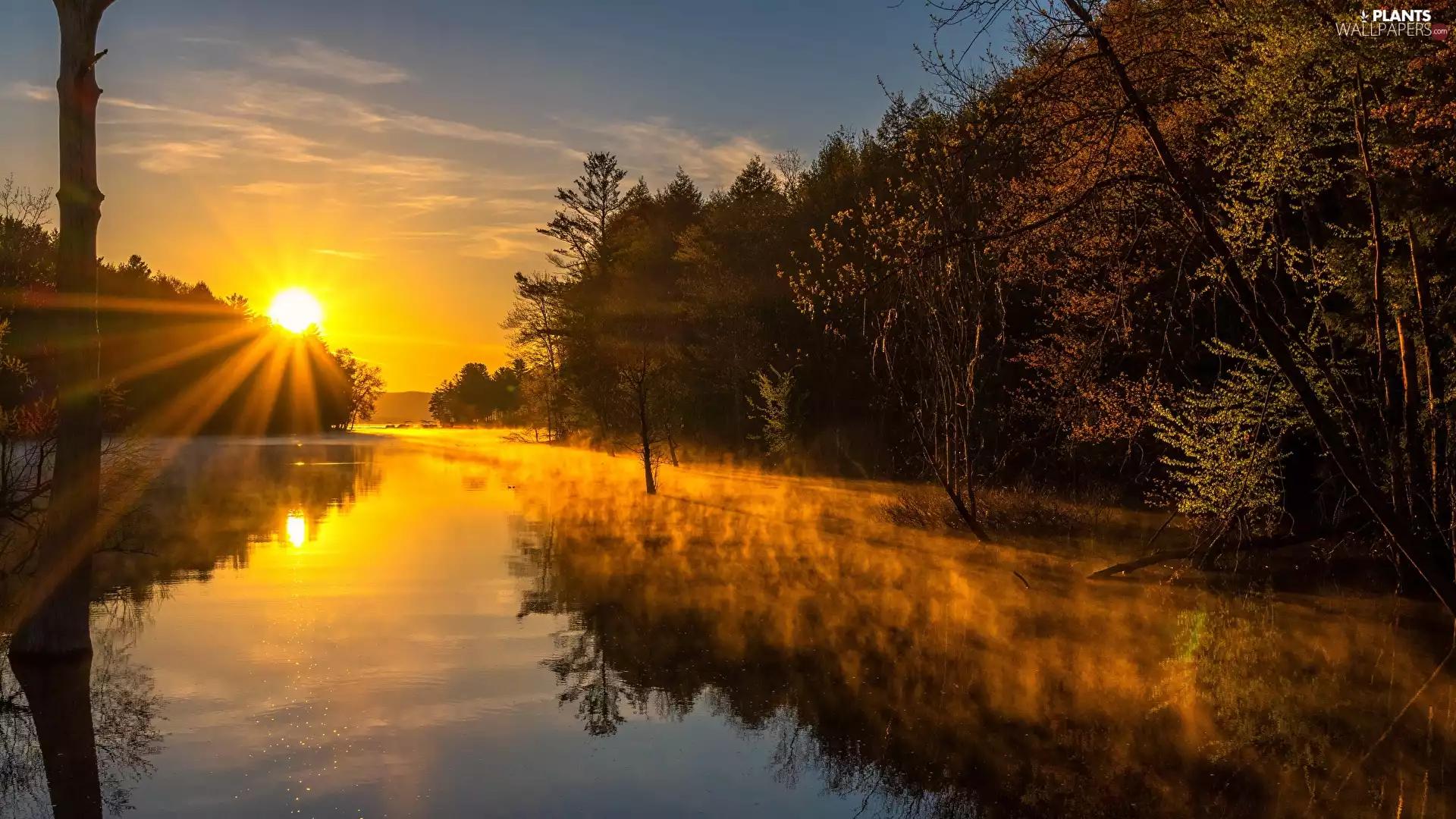 River, rays of the Sun, trees, viewes, Fog, Sunrise