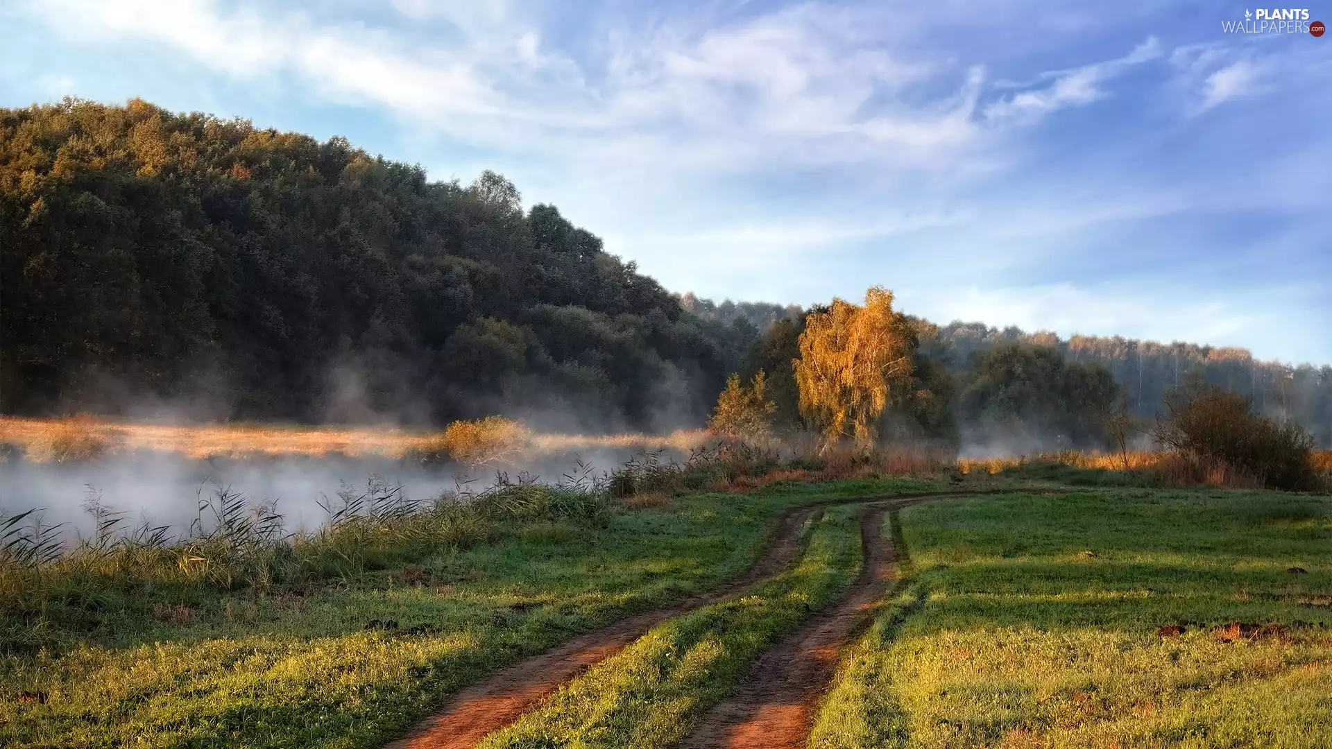 Fog, Way, viewes, River, Field, trees, morning