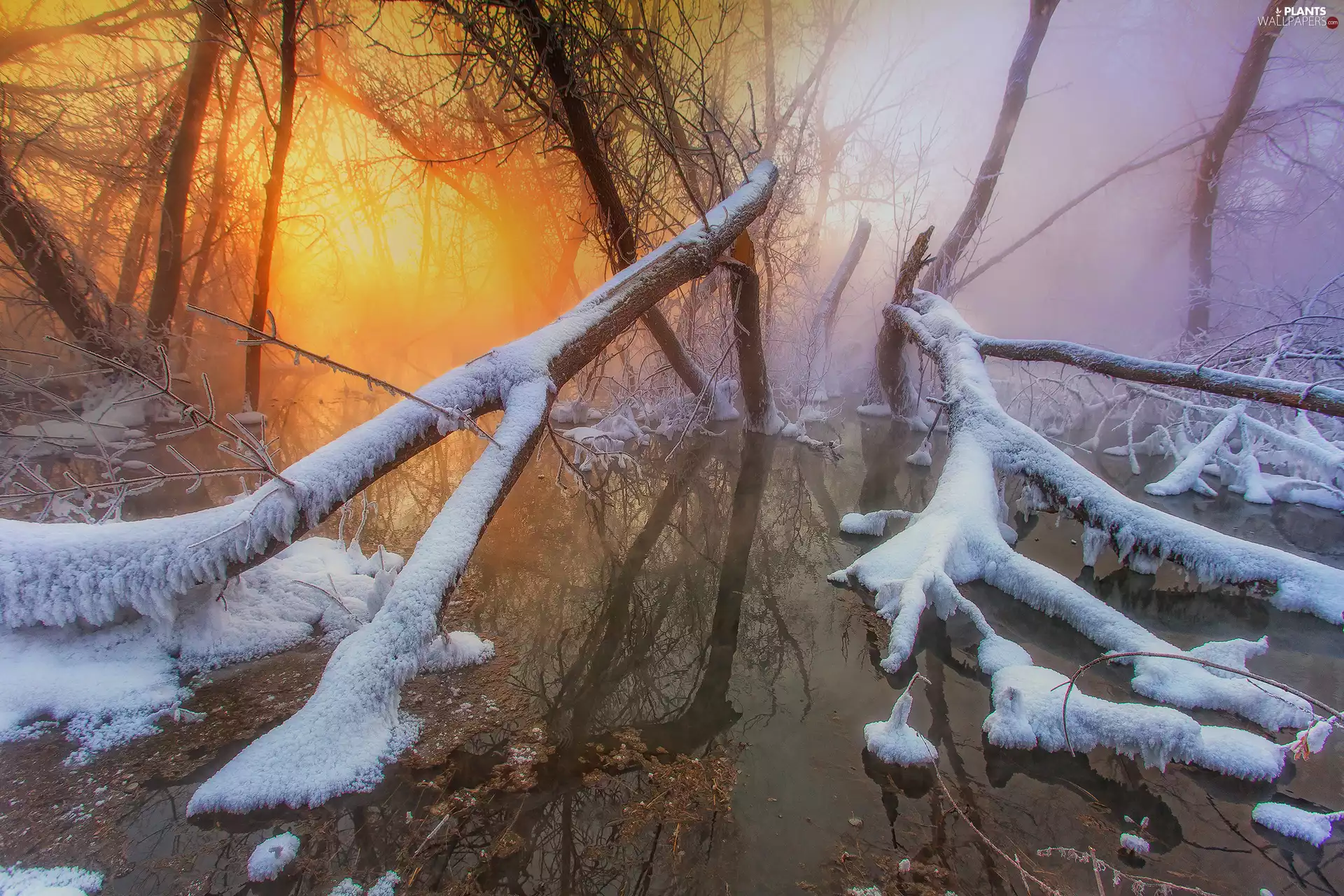 trees, snow, water, branch pics, winter, viewes, River
