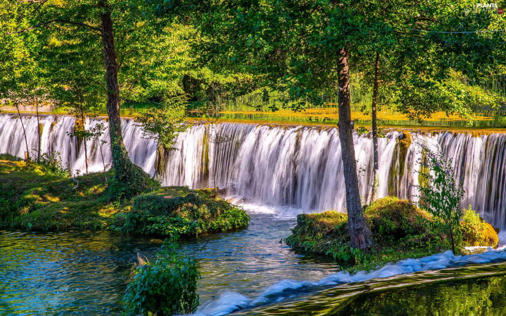 trees, forest, waterfall, River, viewes, green ones