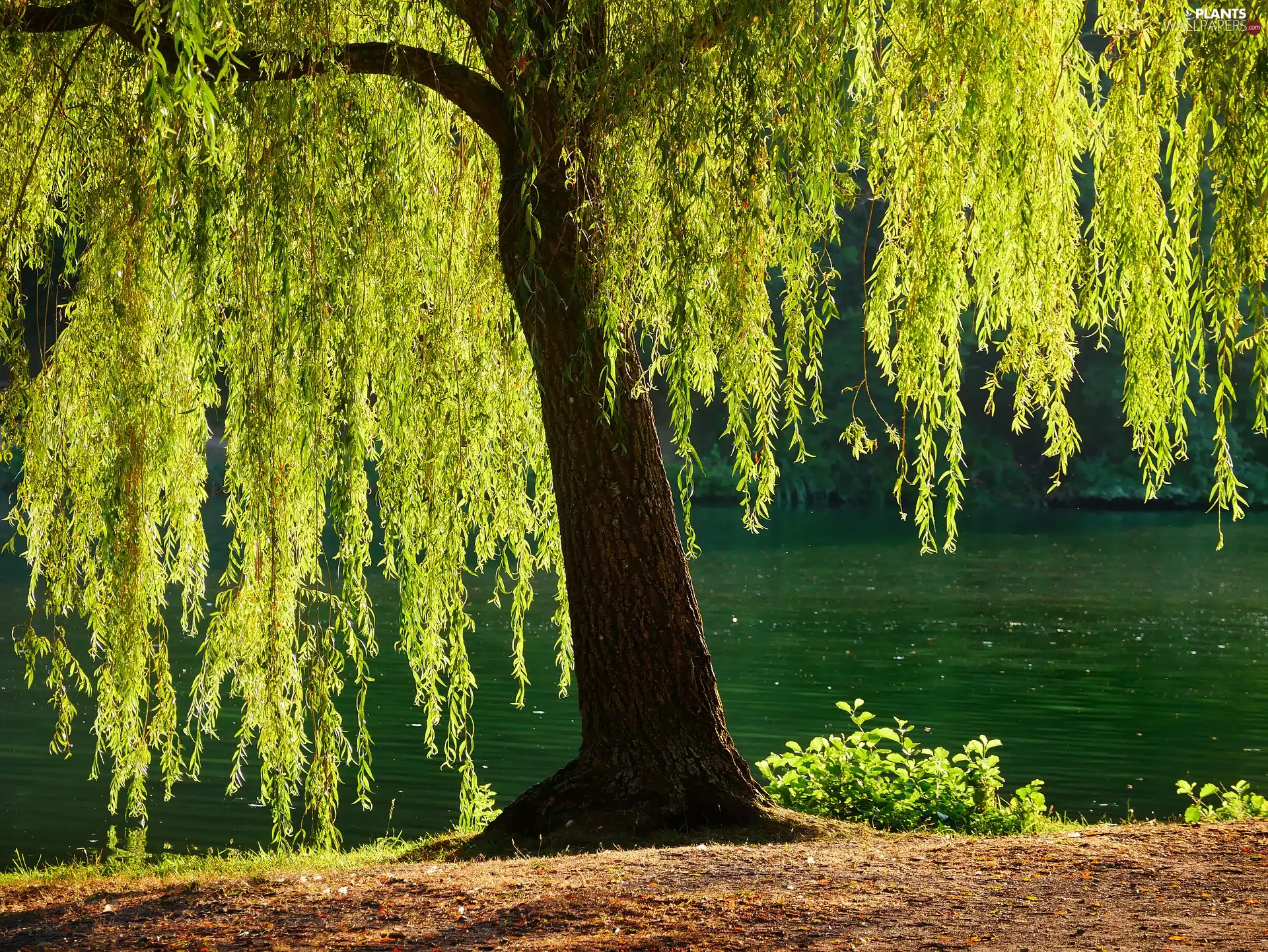 River, trees, Willow
