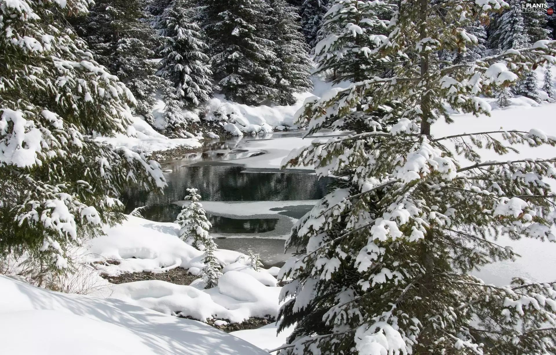 winter, Spruces, forest, River