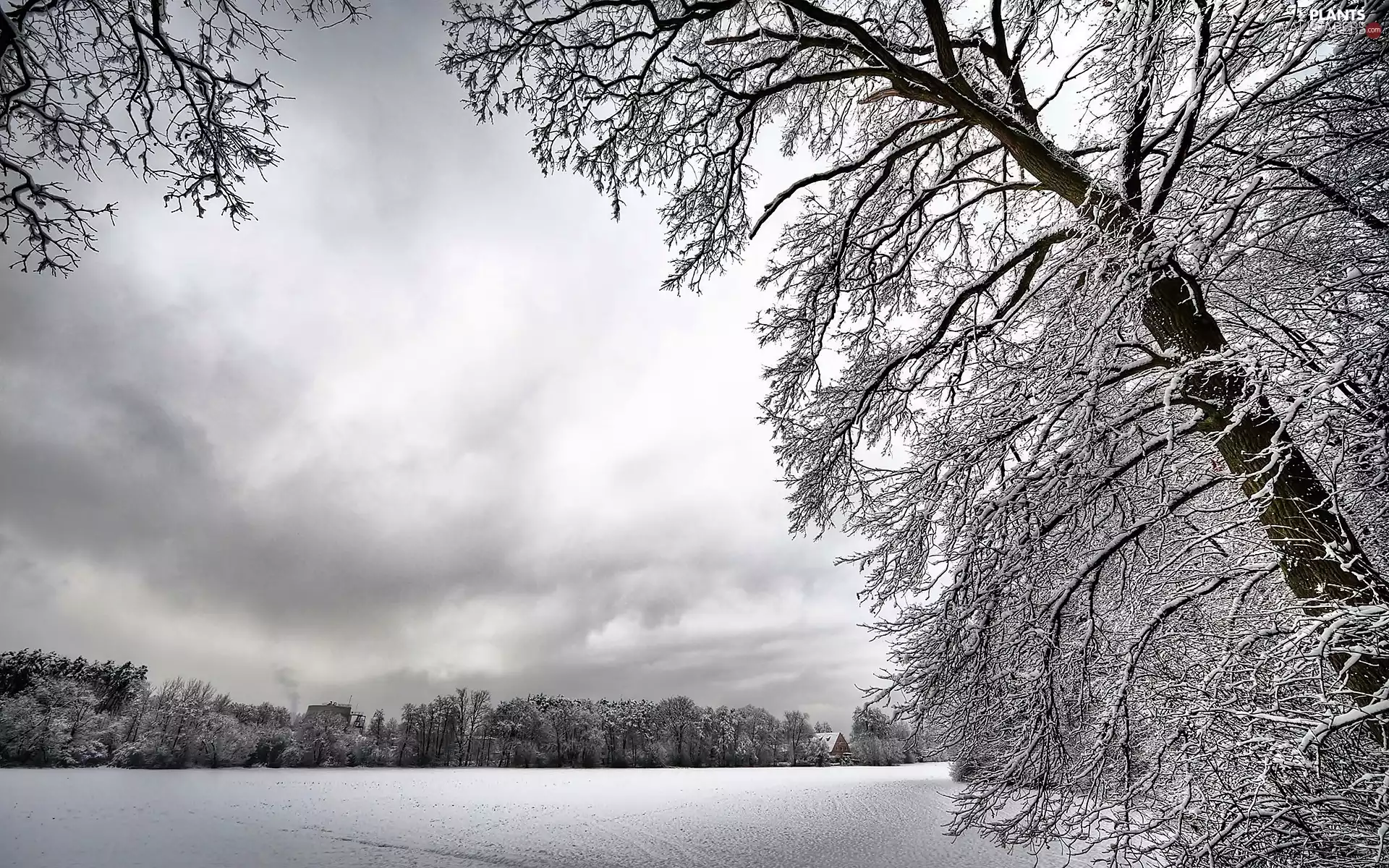 Houses, River, Winter Trees, Frozen