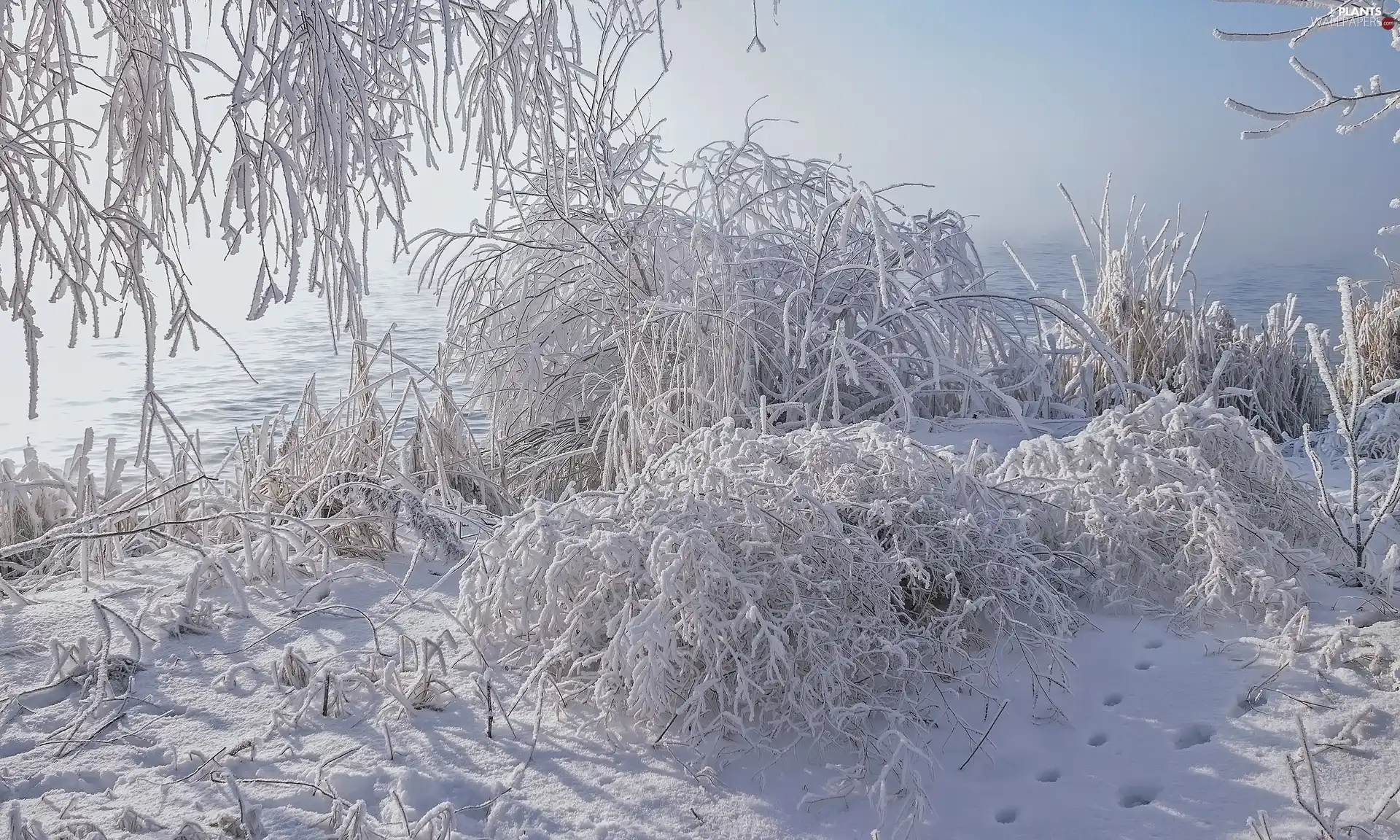 Snowy, branch pics, River, Bush, winter