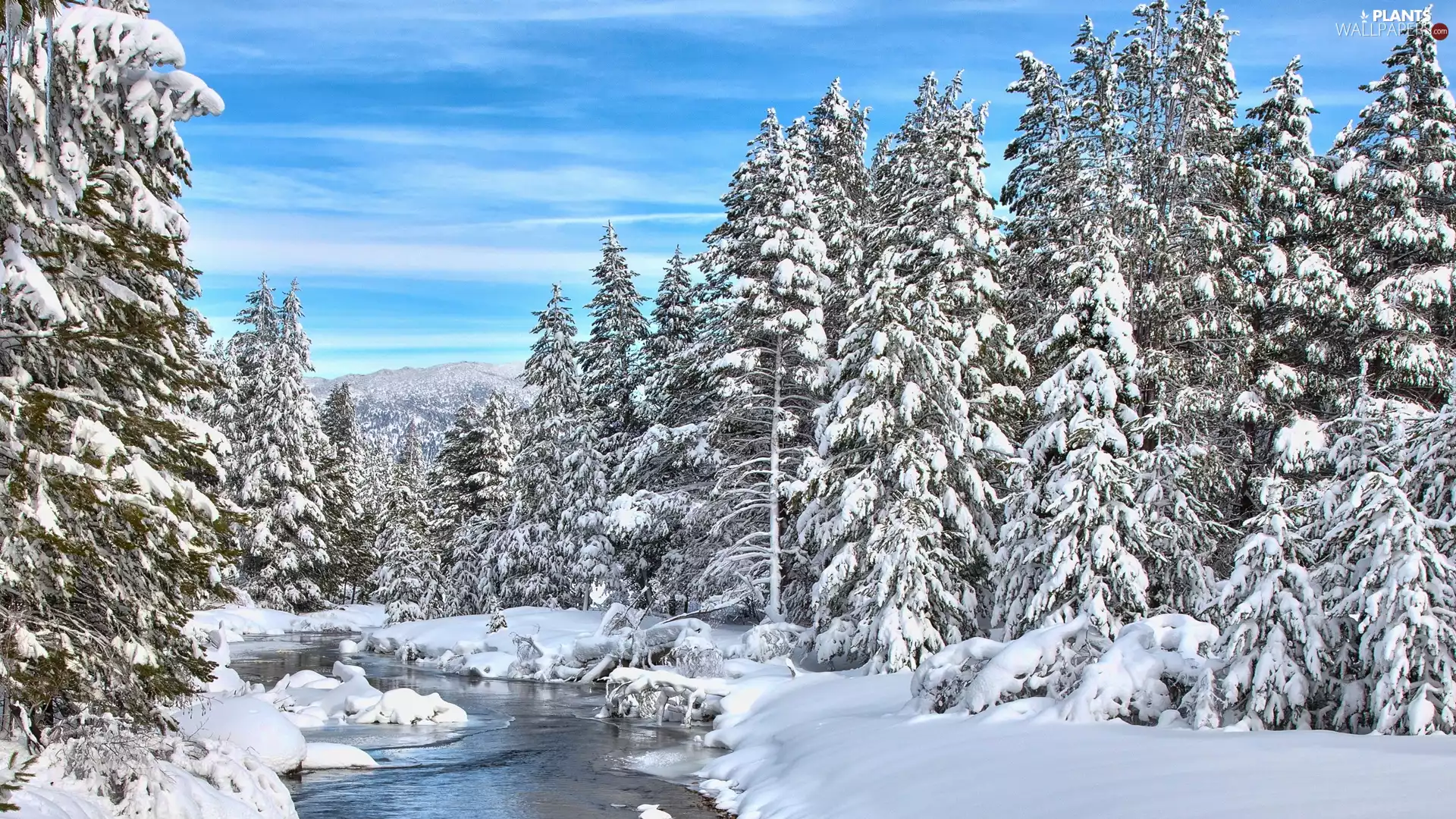 winter, forest, Spruces, River