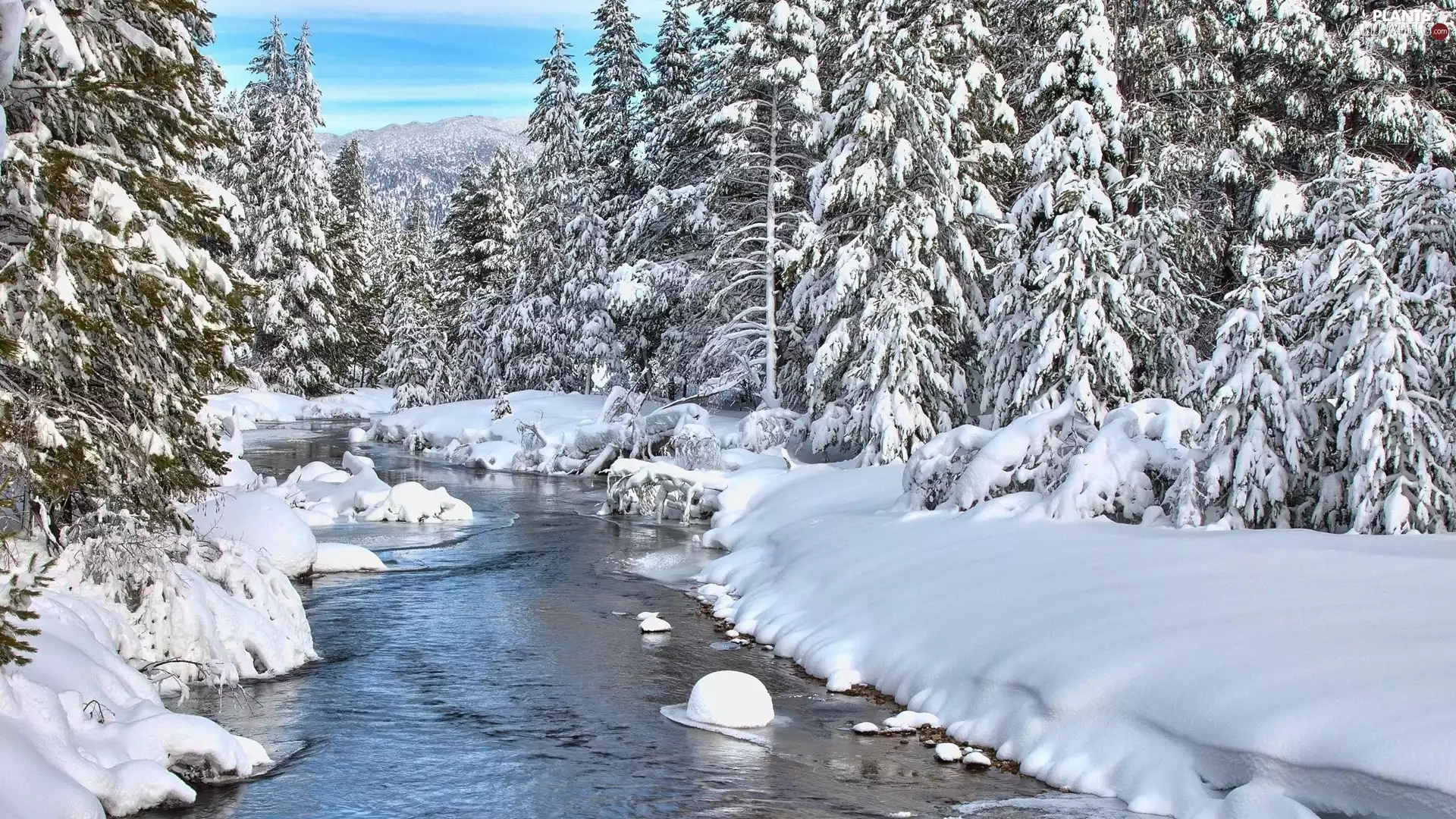 winter, Snowy, Spruces, River