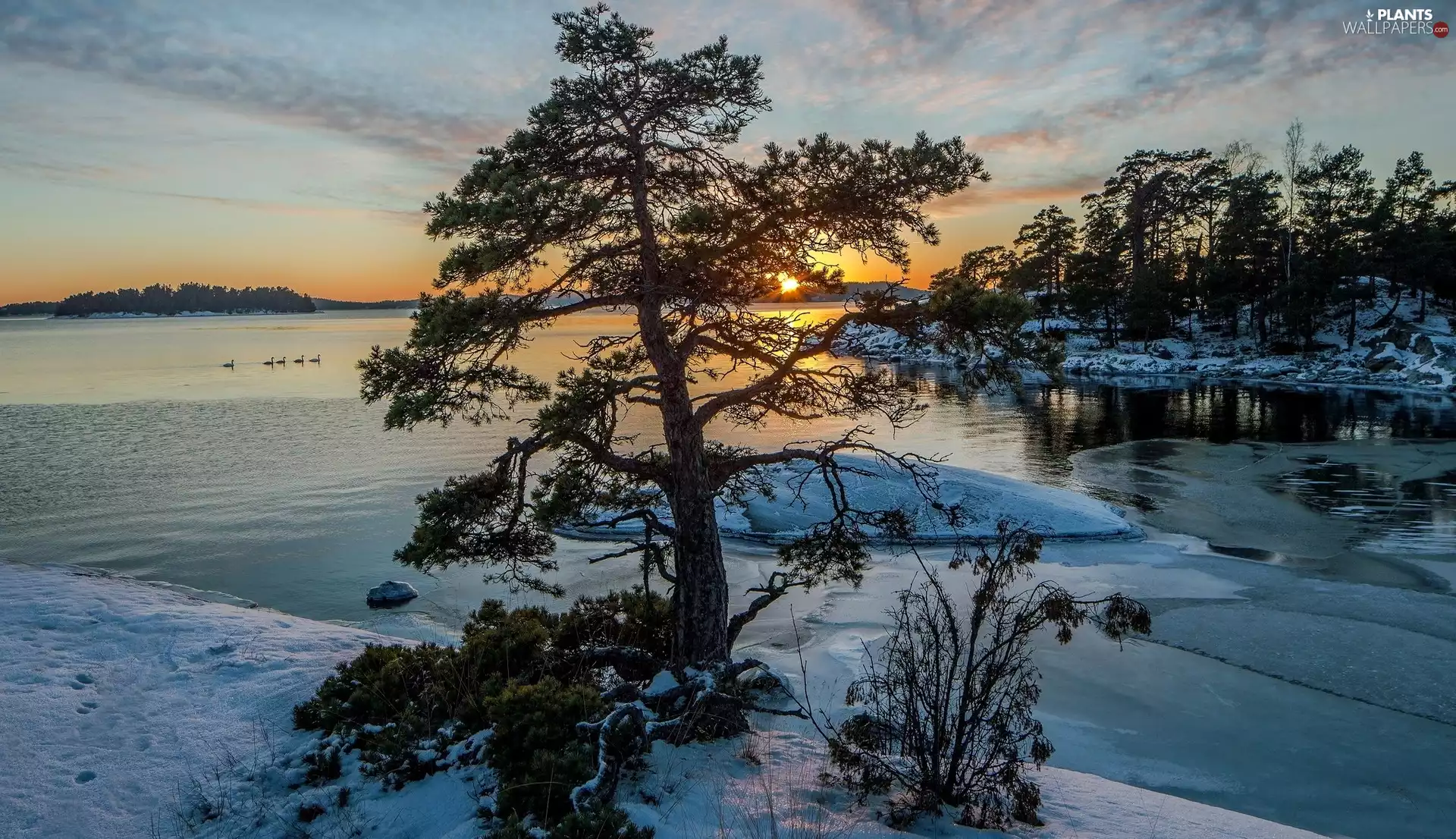 viewes, Great Sunsets, River, trees, winter