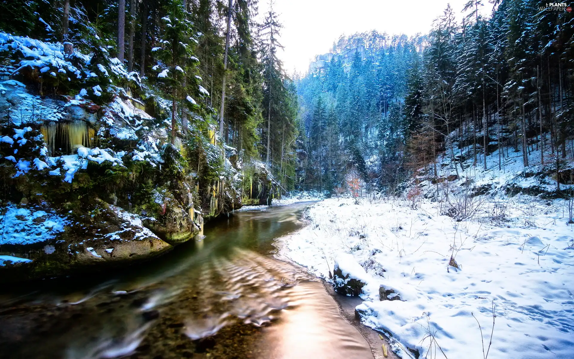 River, winter, viewes, forest, trees