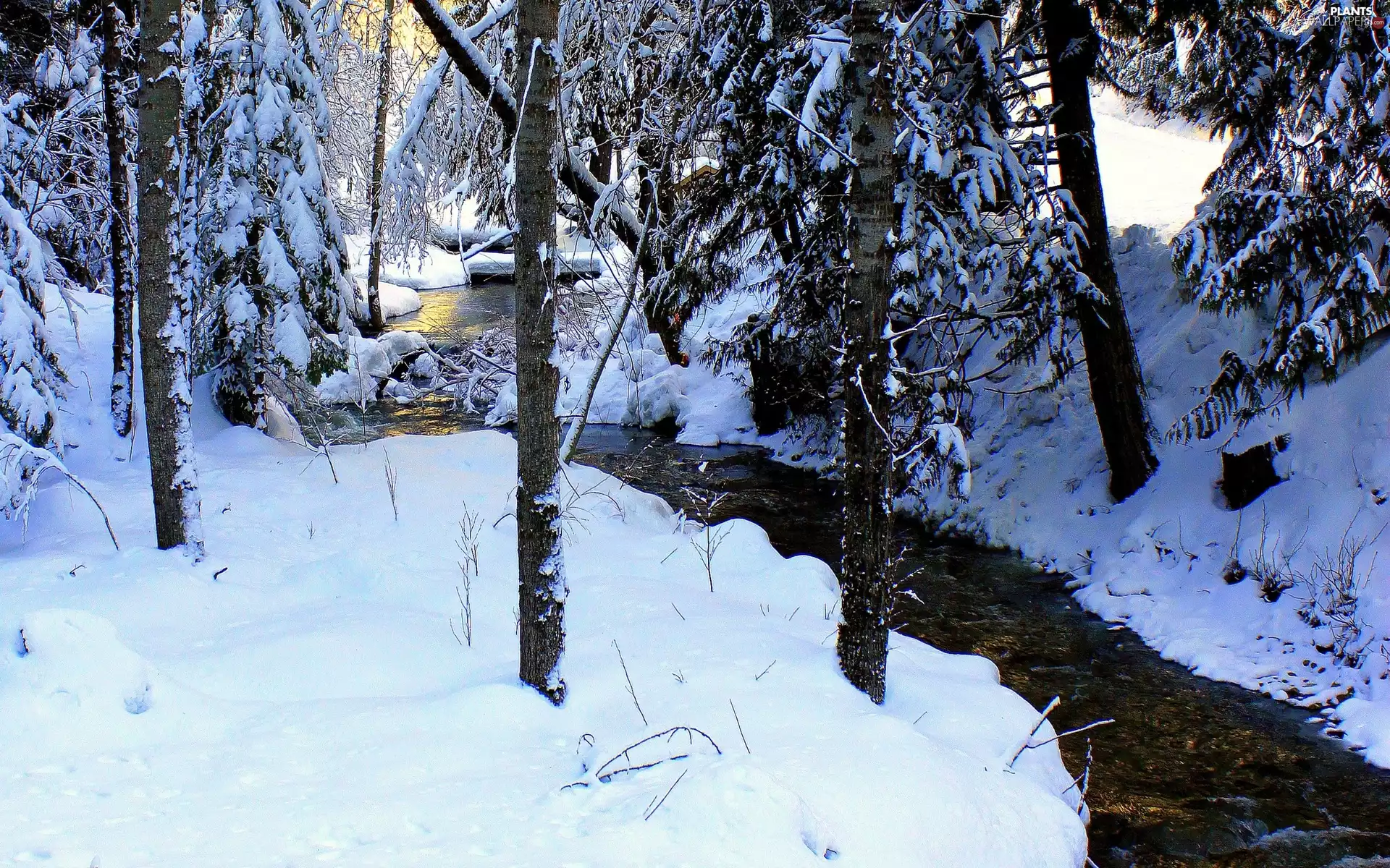 winter, trees, viewes, River
