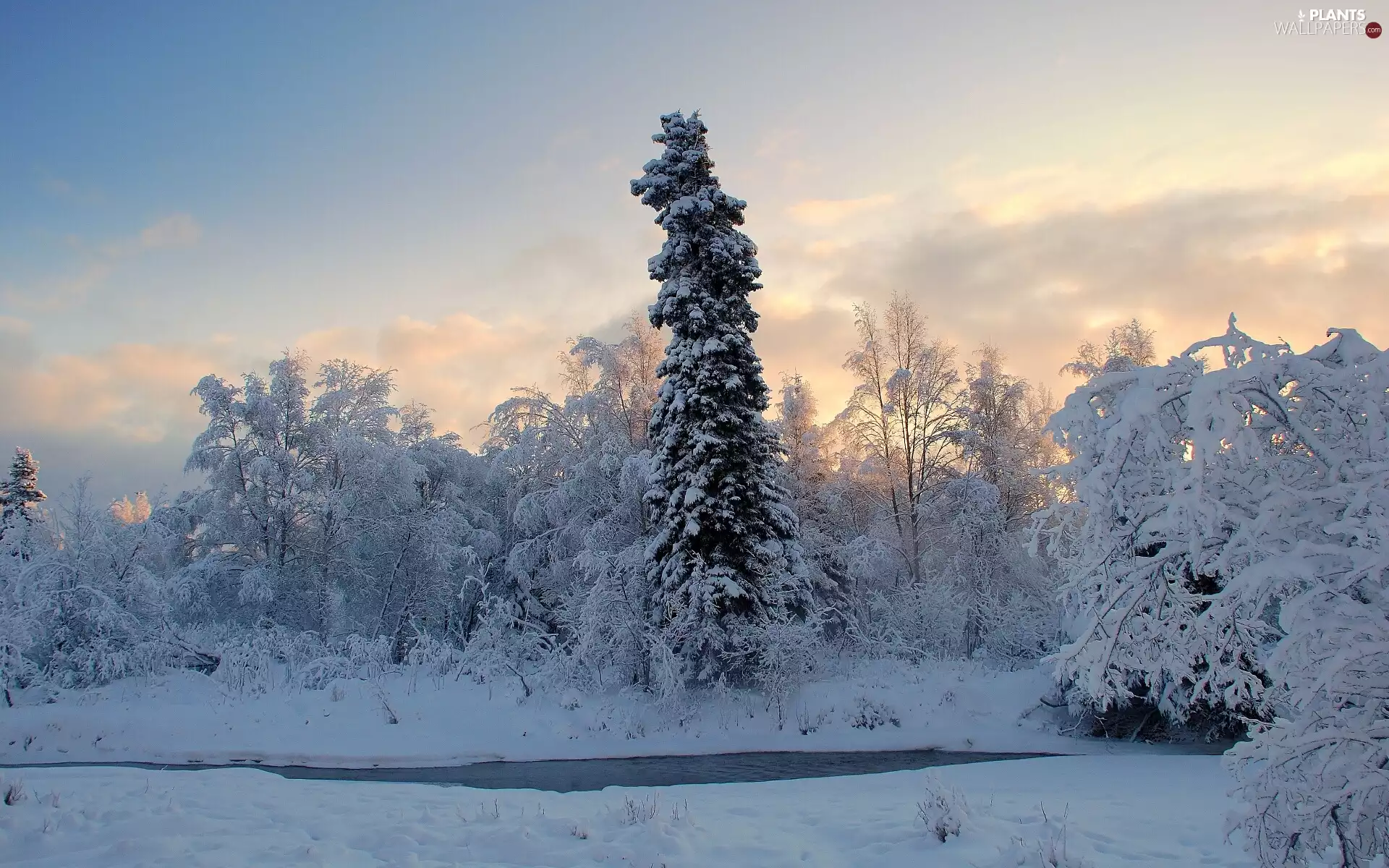 winter, trees, viewes, River