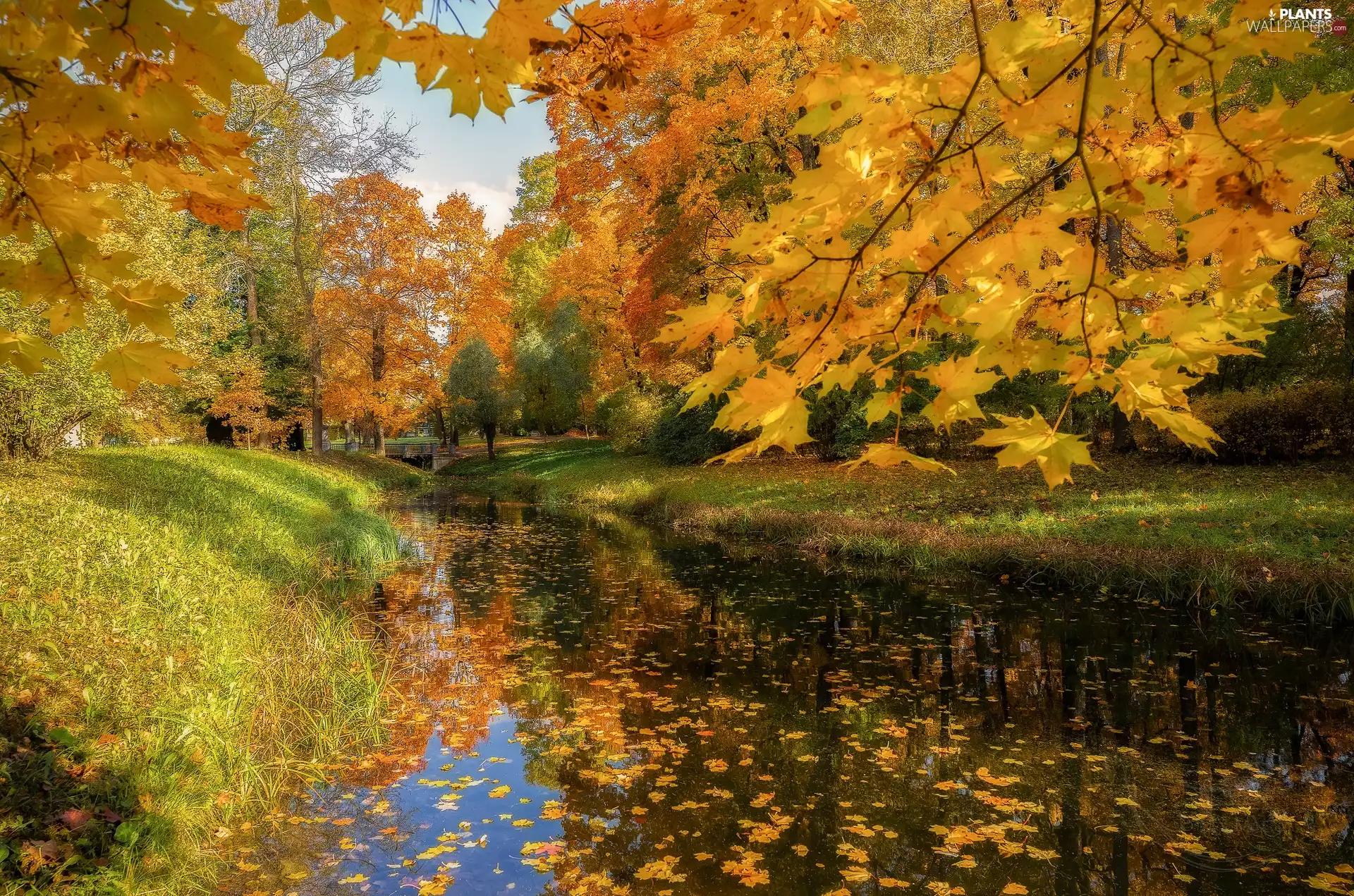 trees, Park, Yellow, River, autumn, viewes, Leaf