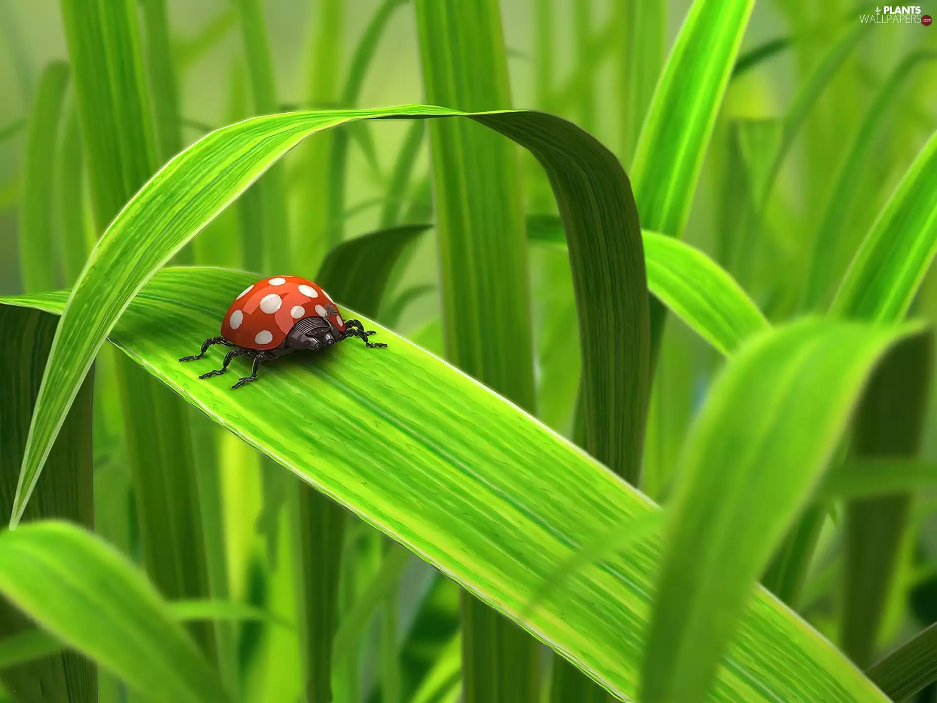 Robot, grass, ladybird