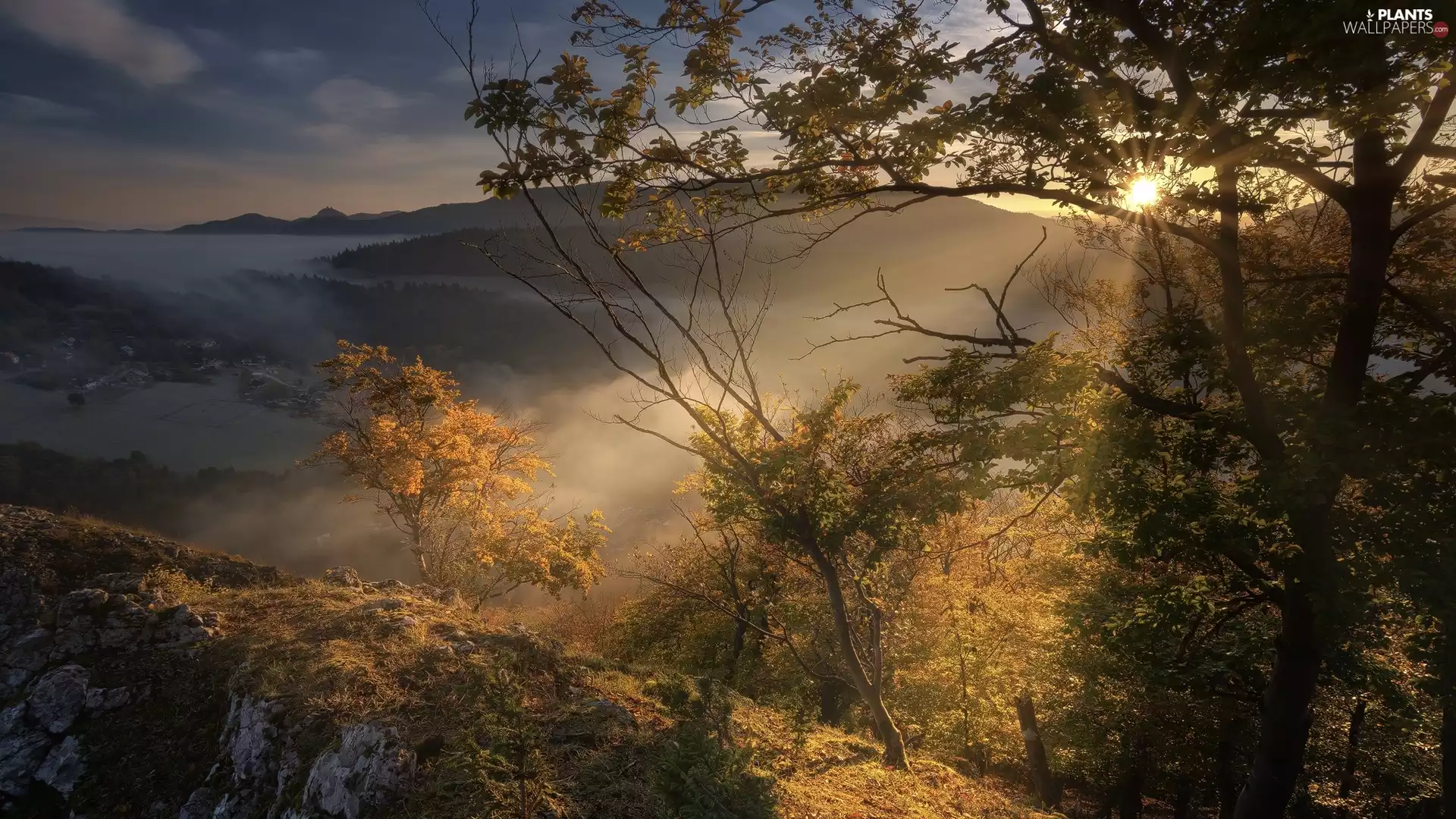 trees, Mountains, autumn, rocks, Sunrise, viewes, Fog
