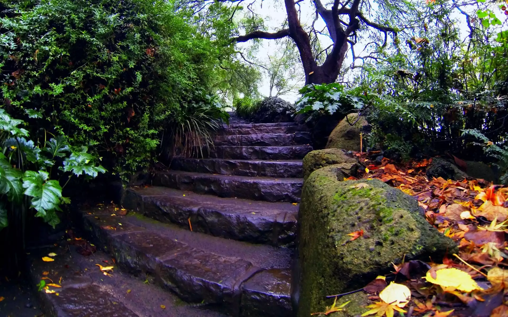 trees, viewes, autumn, Bush, Leaf, Stairs, Park, rocks