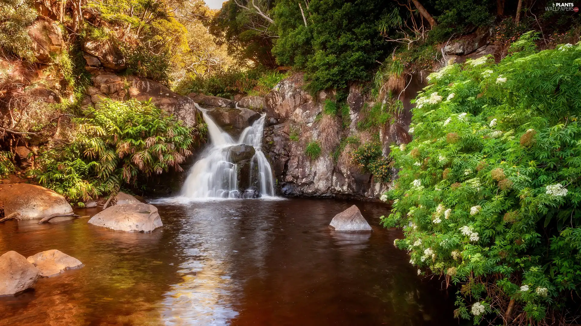 rocks, Stones, waterfall, trees, River, Plants, Bush, Flowers, viewes