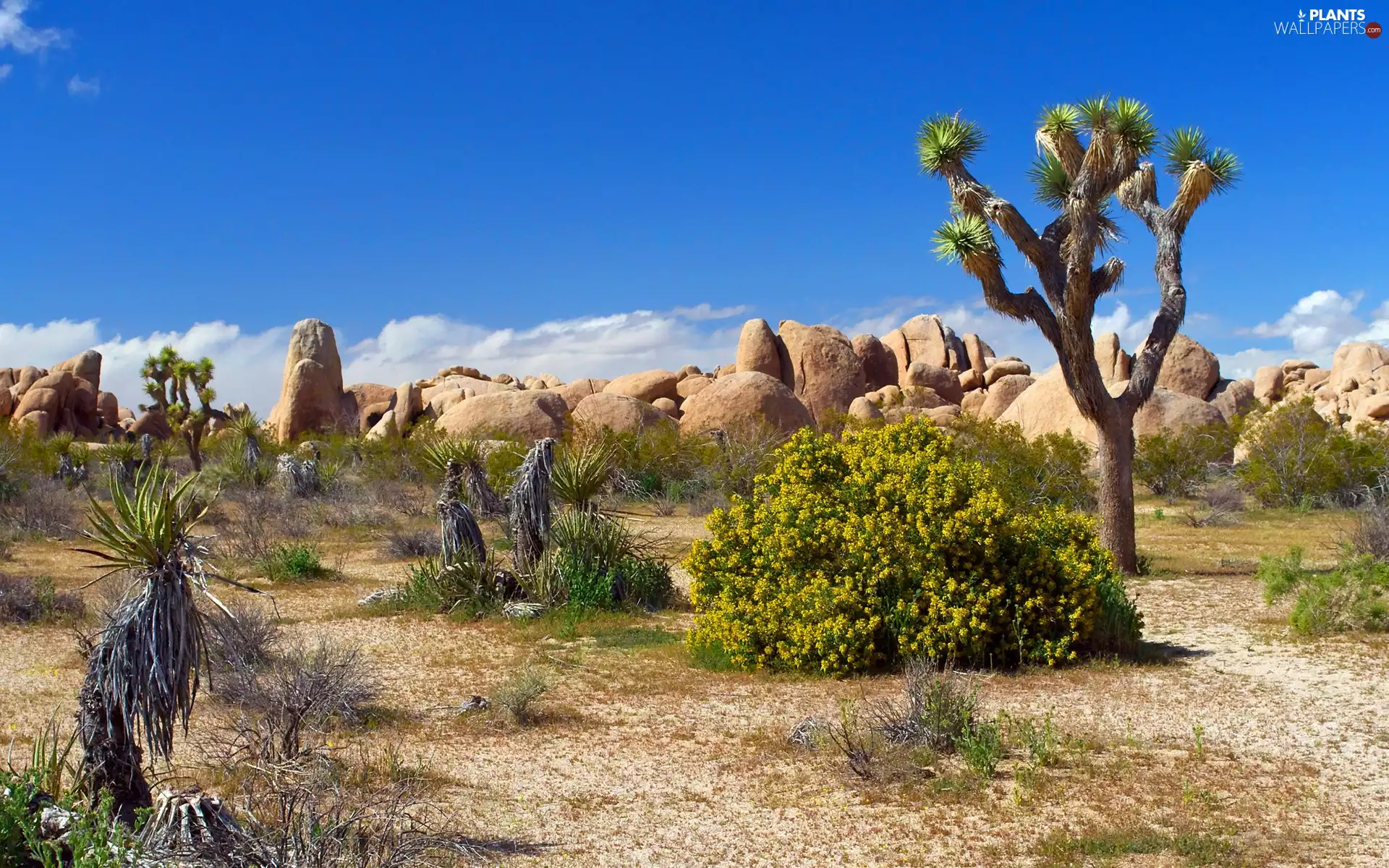 Desert, trees, Plants, rocks
