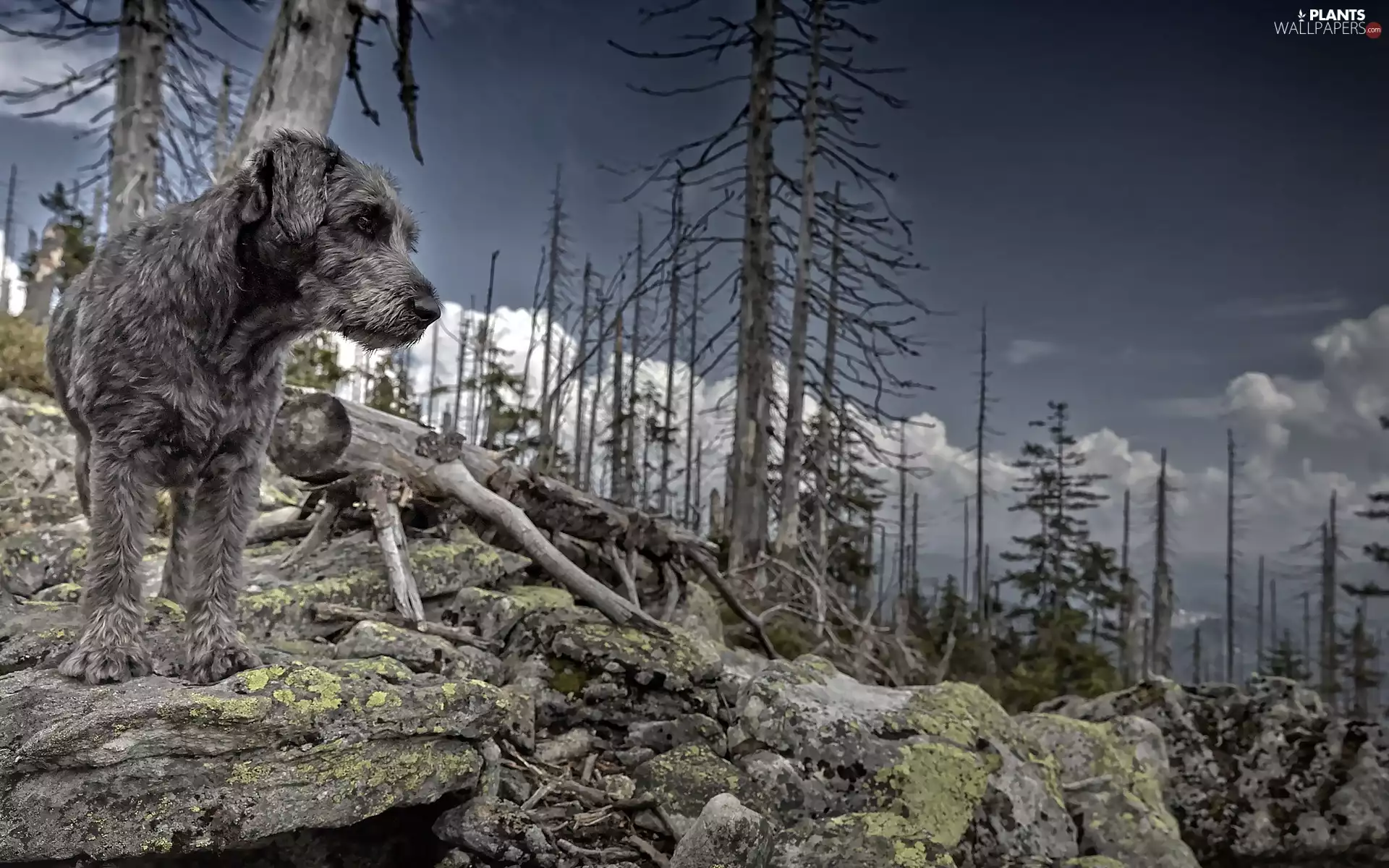 doggy, trees, viewes, rocks