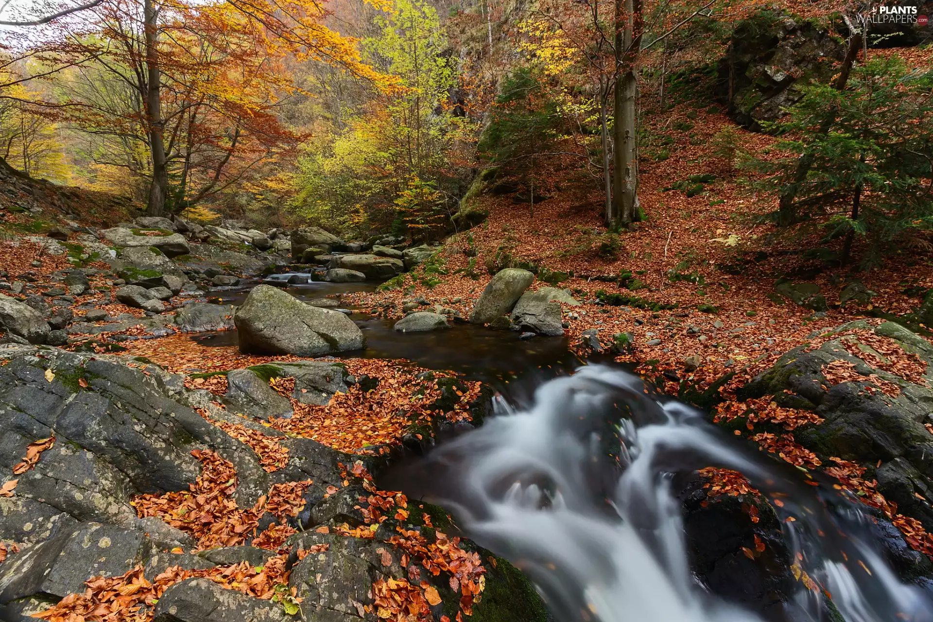 rocks, River, forest, trees, Stones, autumn, fallen, Leaf, viewes