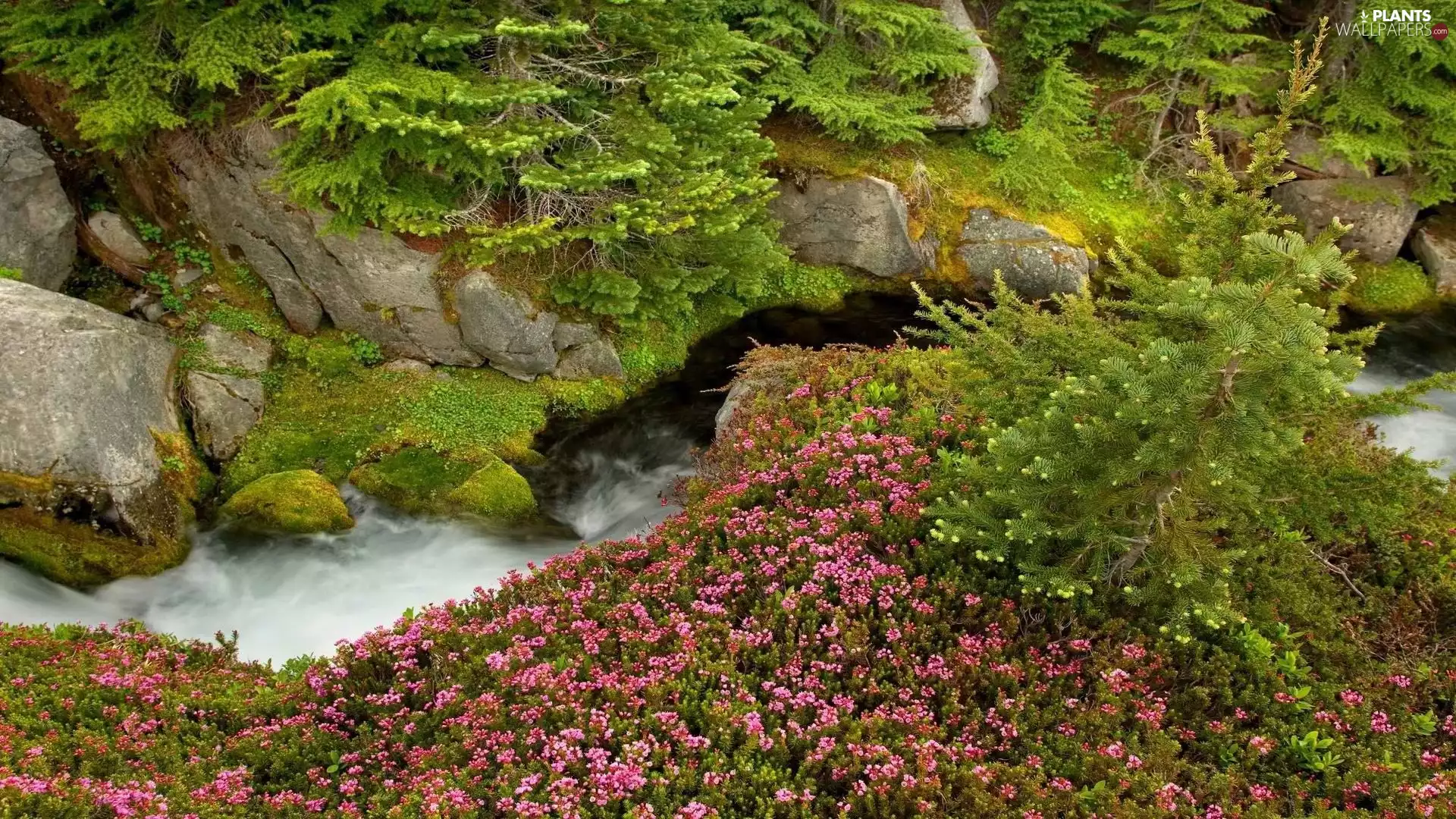trees, mountainous, Flowers, rocks, stream, viewes, mosses