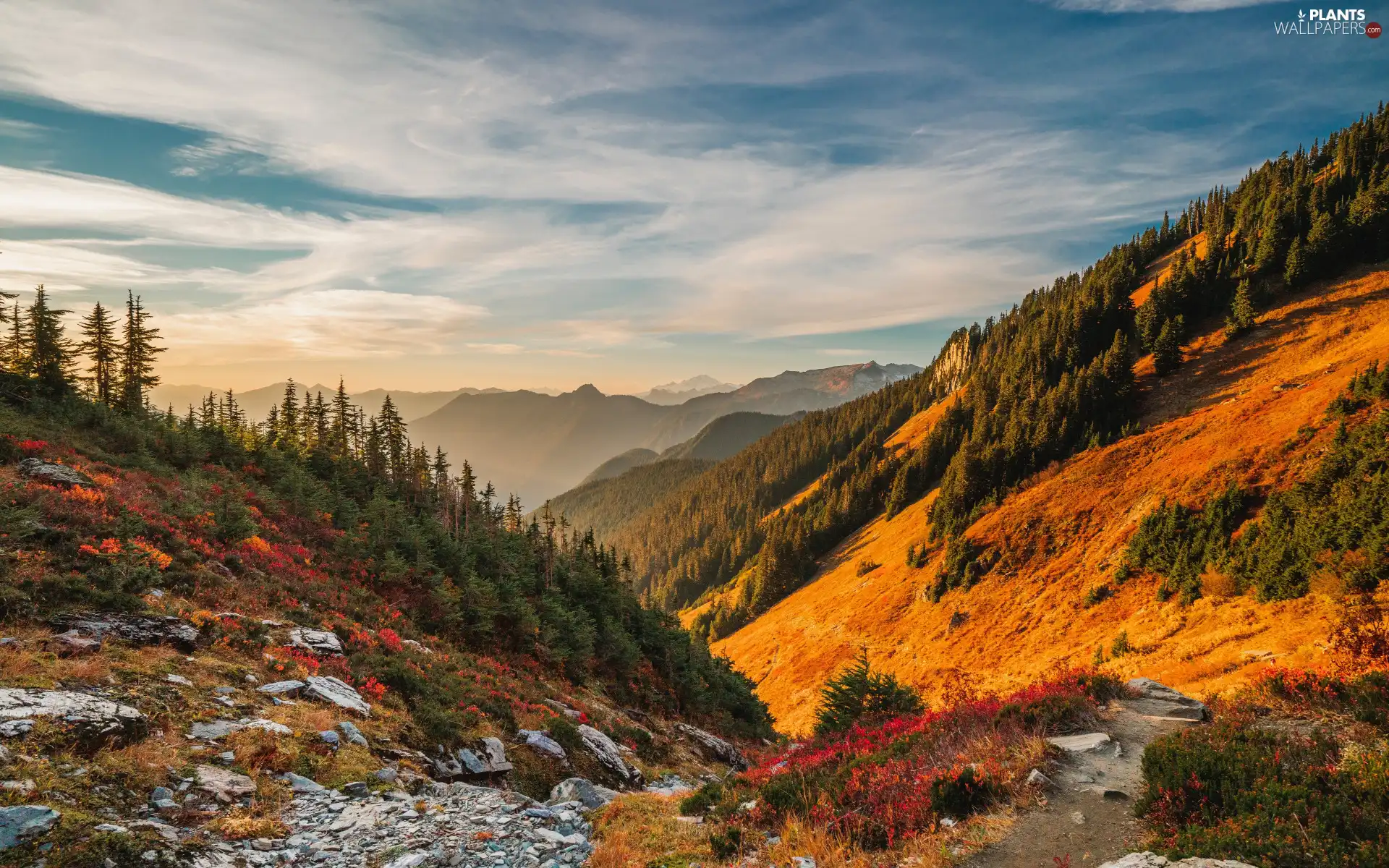 rocks, trees, Sky, forested, clouds, woods, viewes, slope, Flowers, Mountains