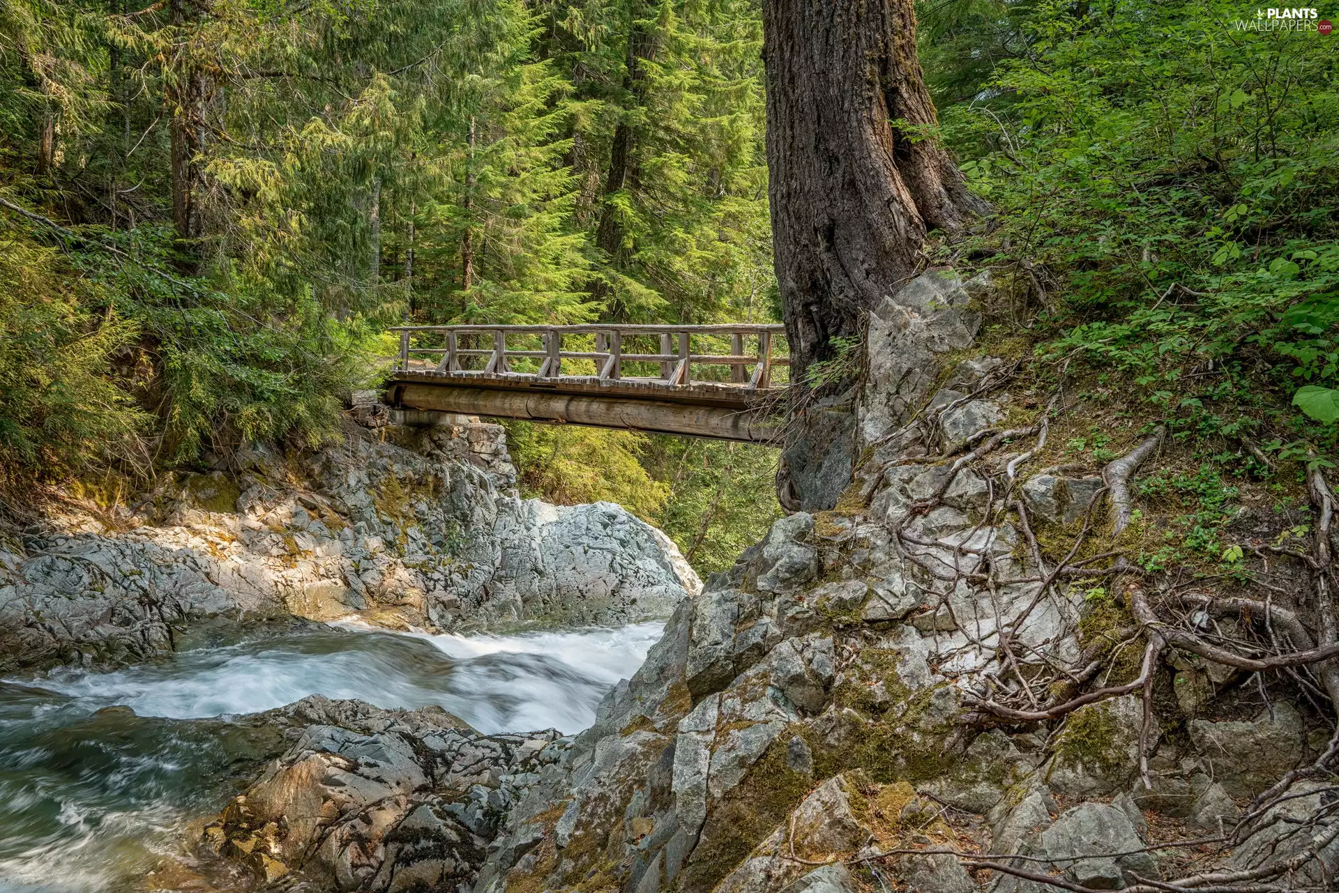 viewes, bridge, green, River, Stones, trees, forest, rocks