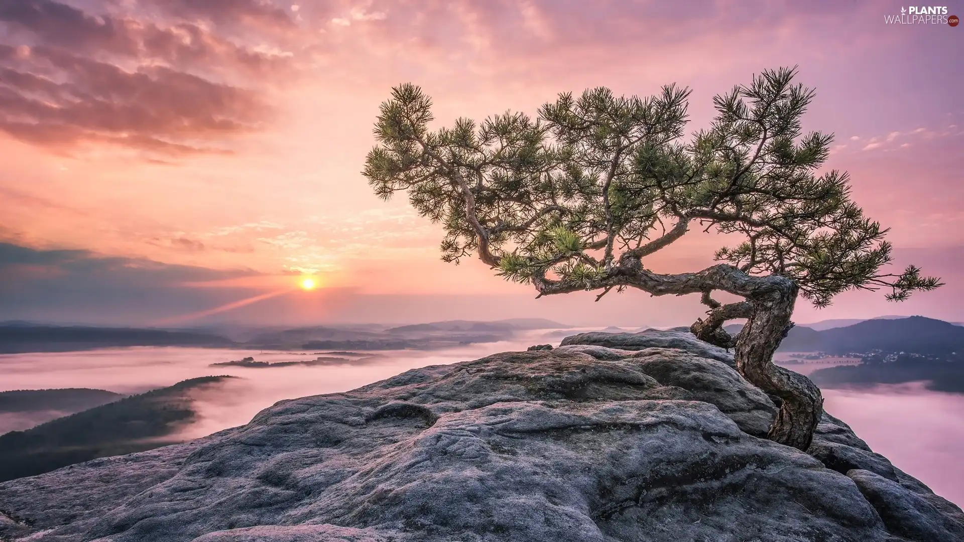 trees, The Hills, Fog, clouds, Great Sunsets, rocks