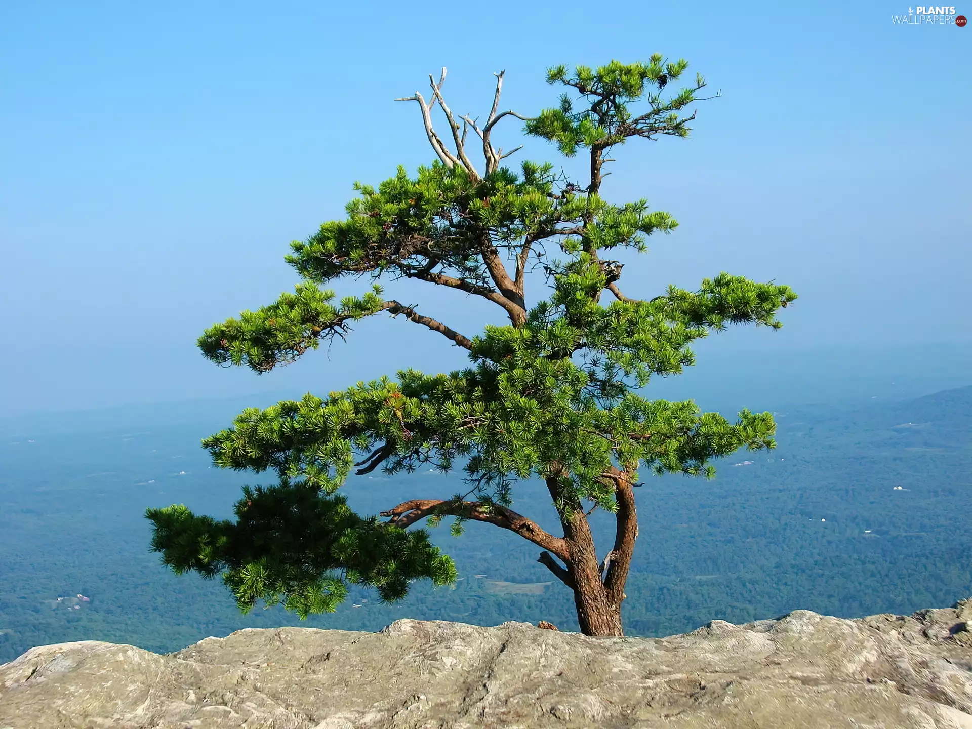 Rocks, pine, Mountain