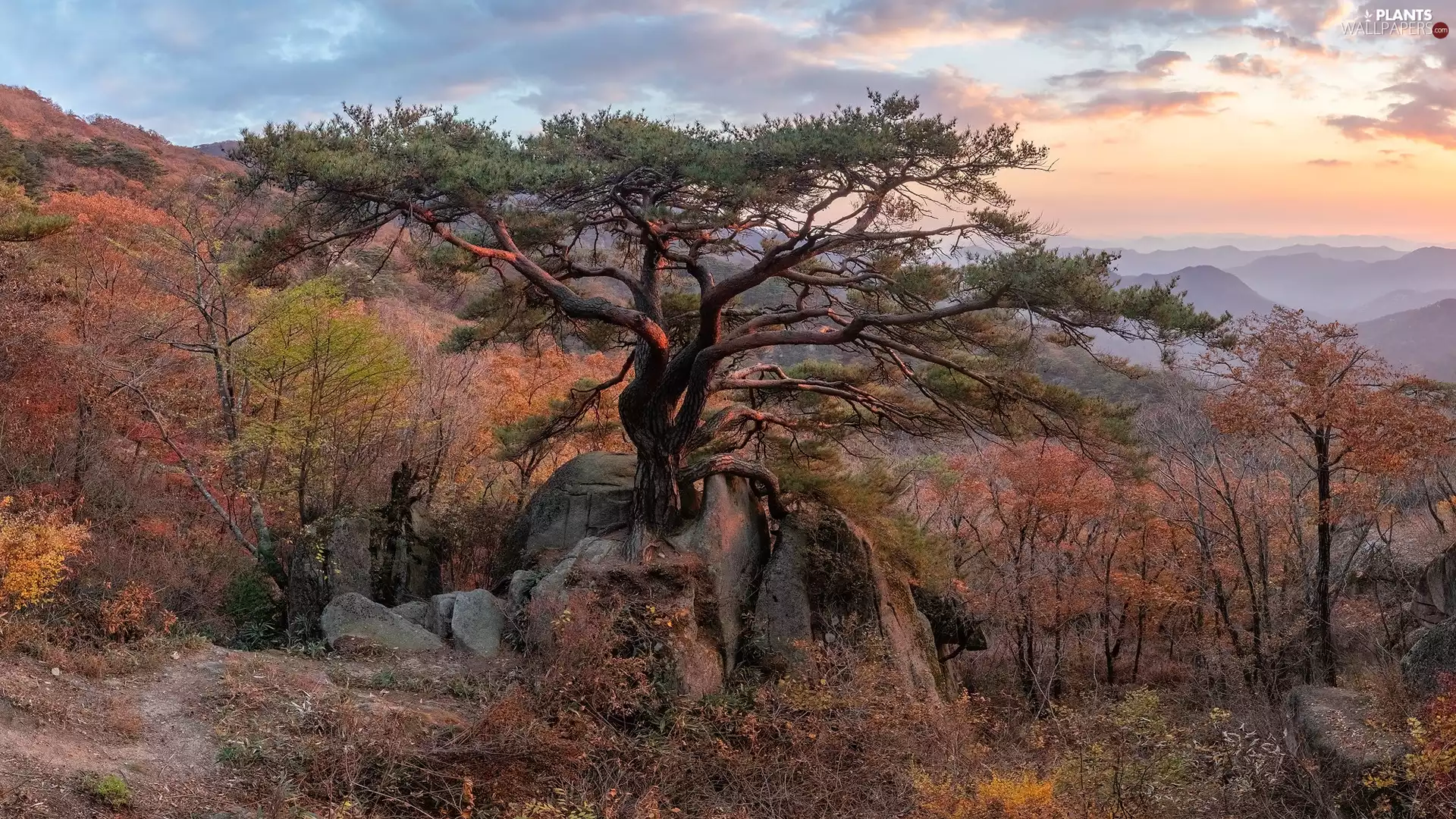 Mountains, pine, autumn, rocks