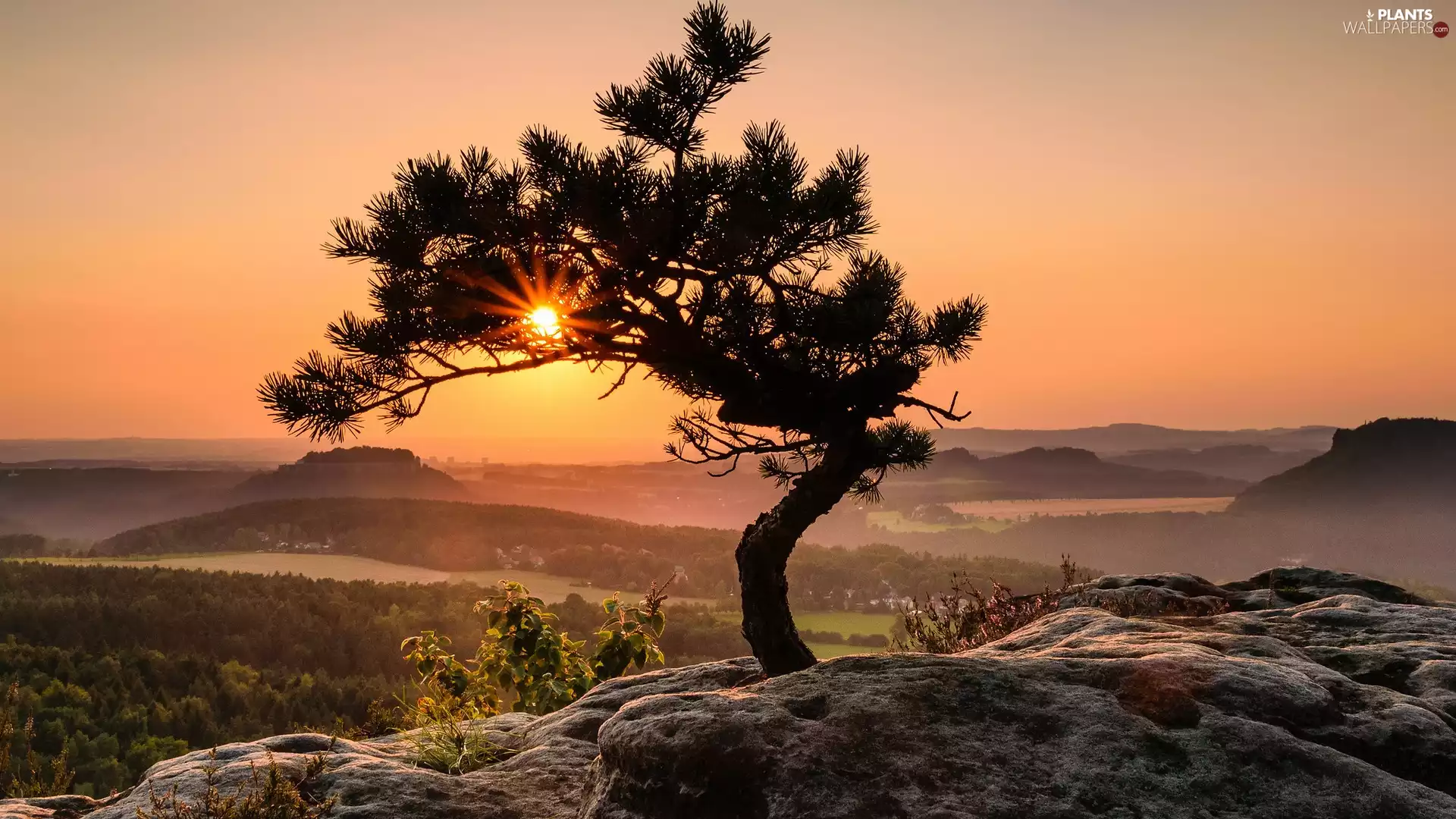 Fog, sun, pine, rocks, trees, Mountains