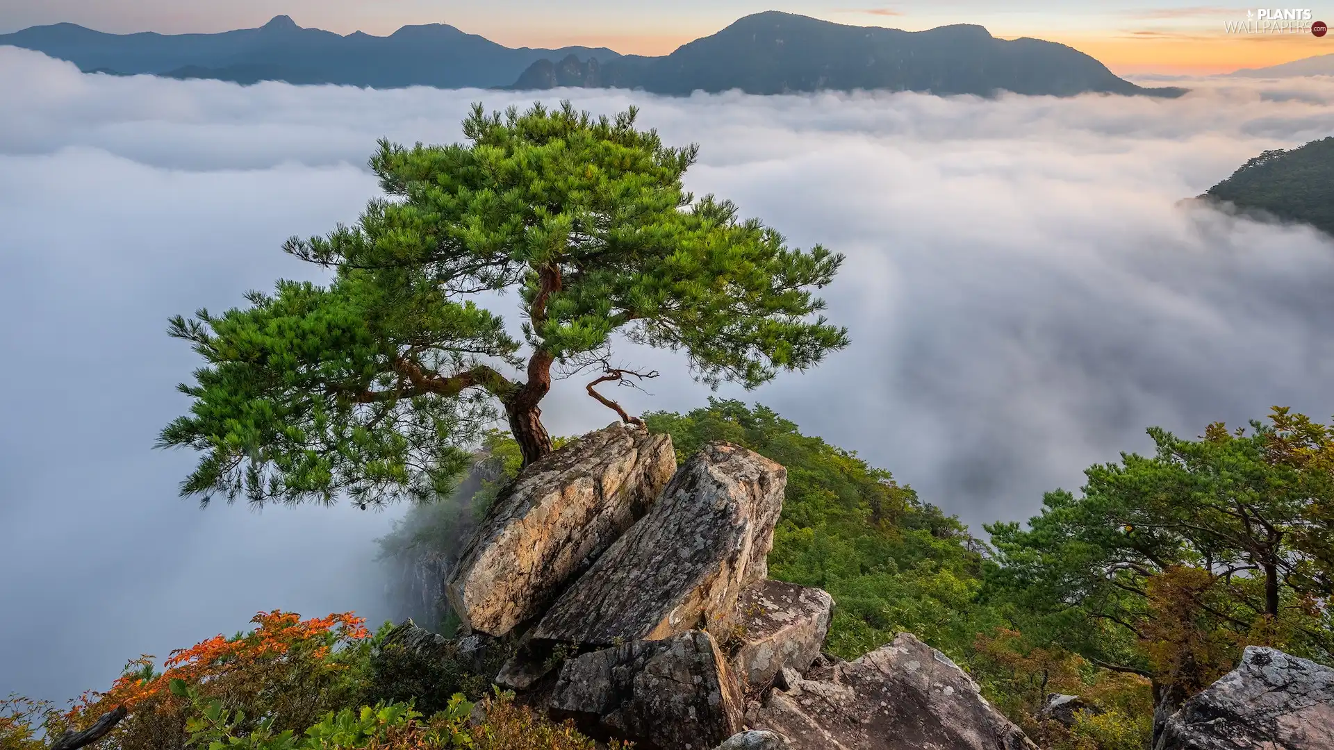 Mountains, Fog, pine, rocks