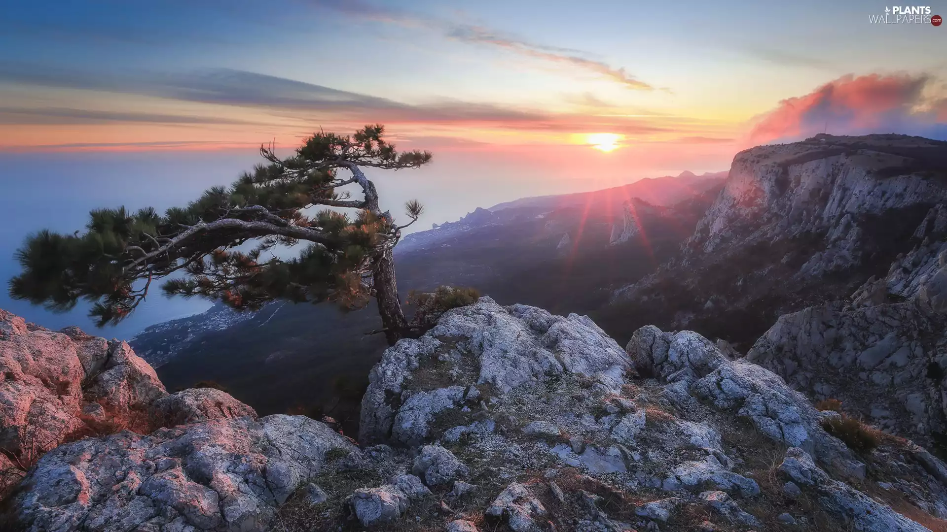 Mountains, pine, Sunrise, rocks