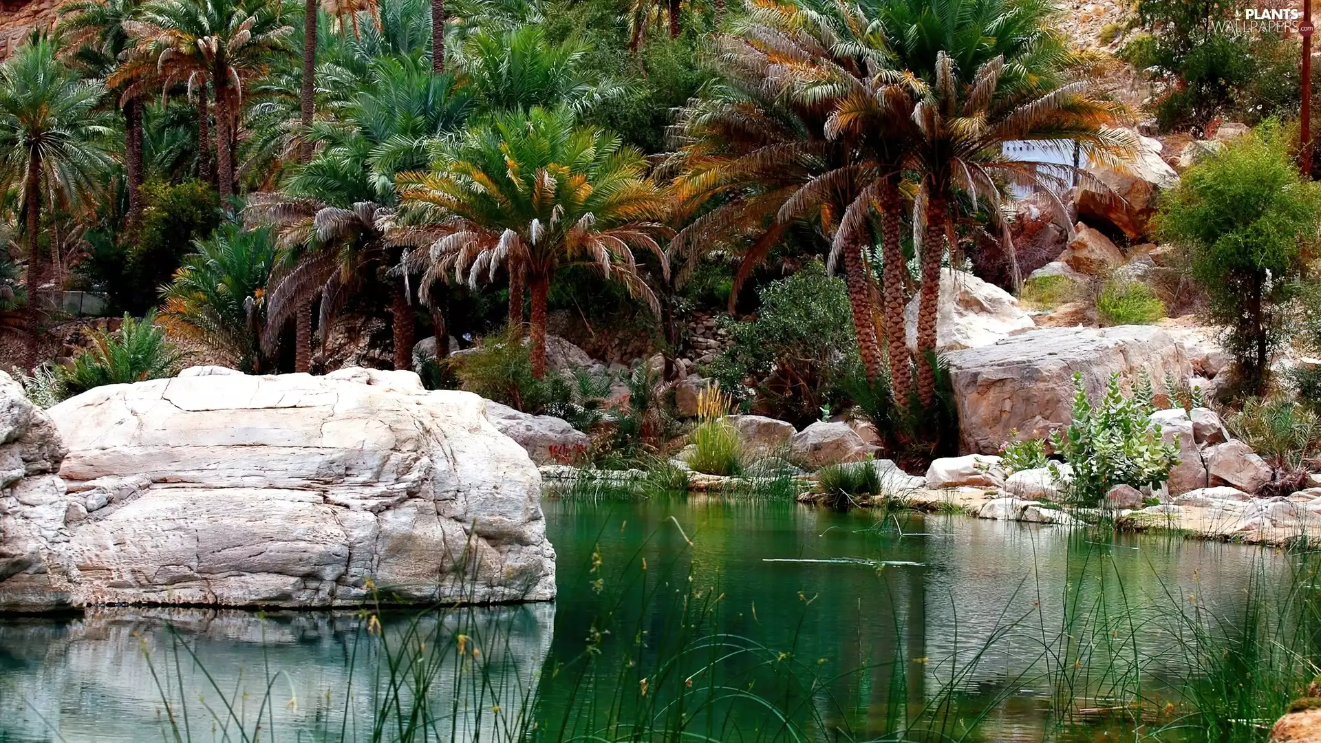 Palms, Pond - car, rocks