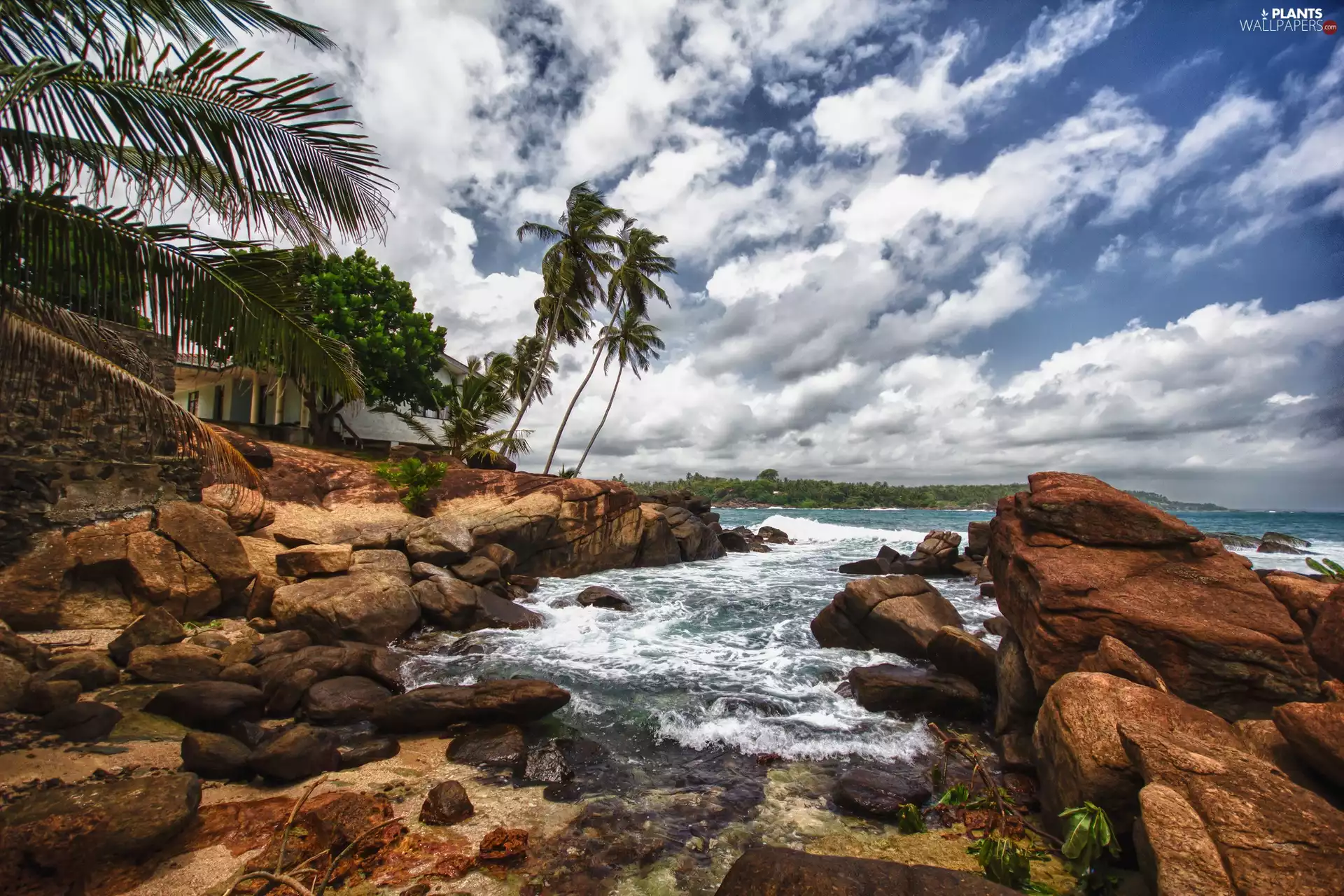 Palms, sea, Stones rocks