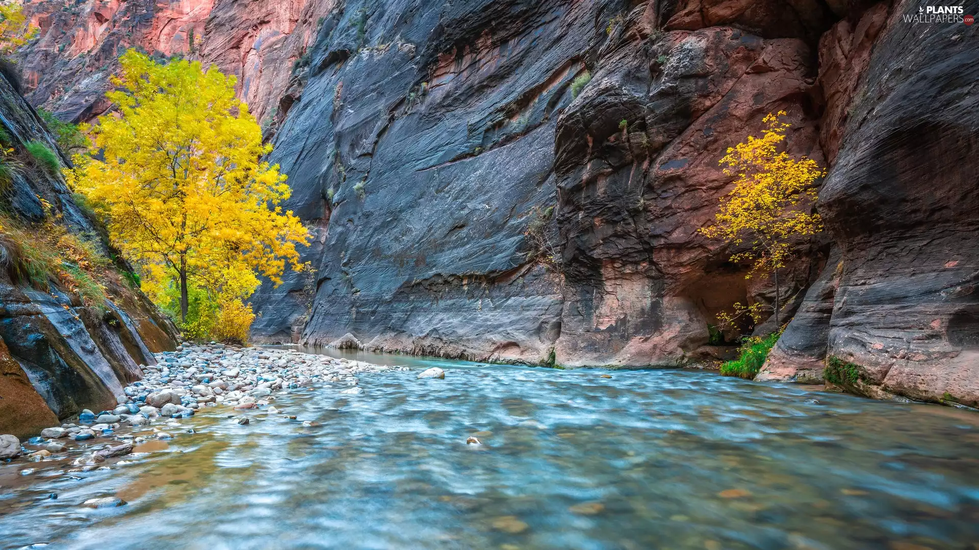 Utah State, The United States, Zion National Park, Zion Narrows Canyon, viewes, Virgin River, Yellowed, trees, rocks