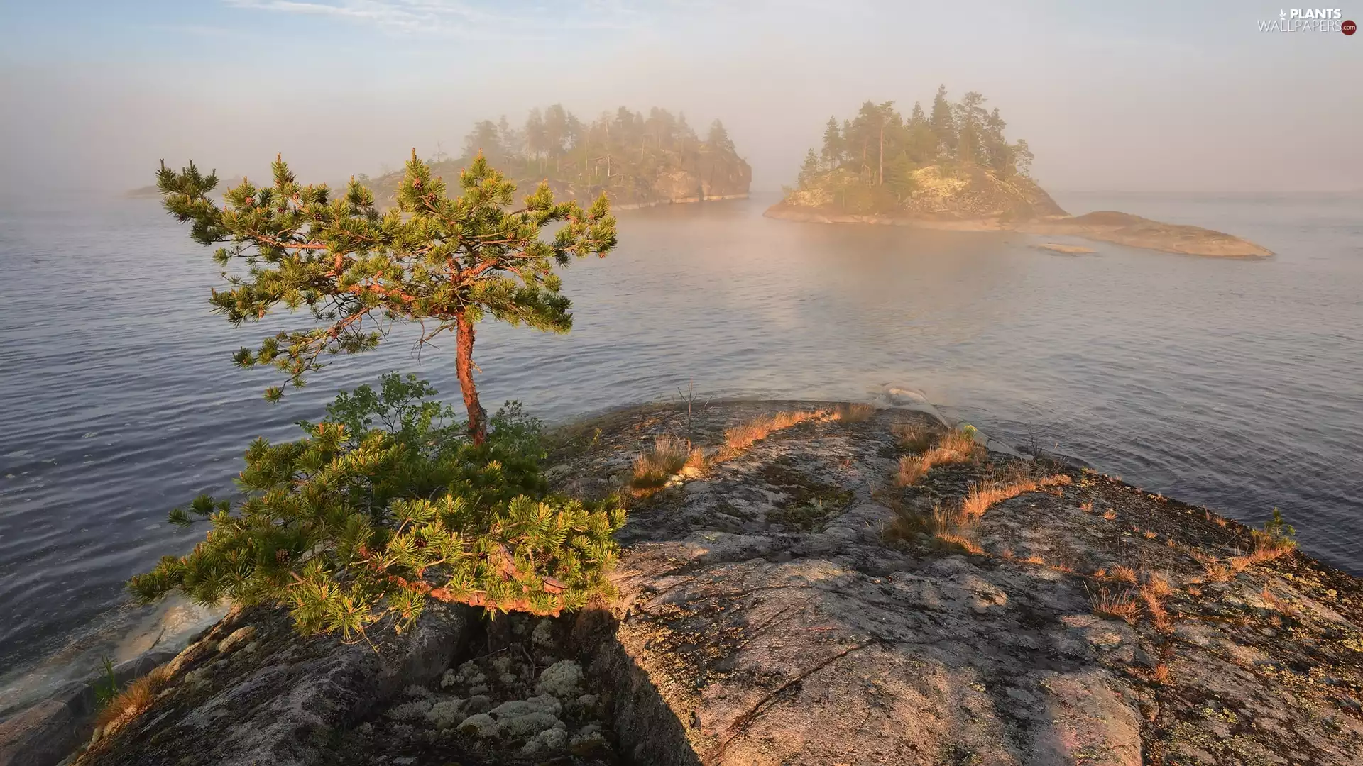 trees, Islets, pine, rocks, lake, viewes, Fog