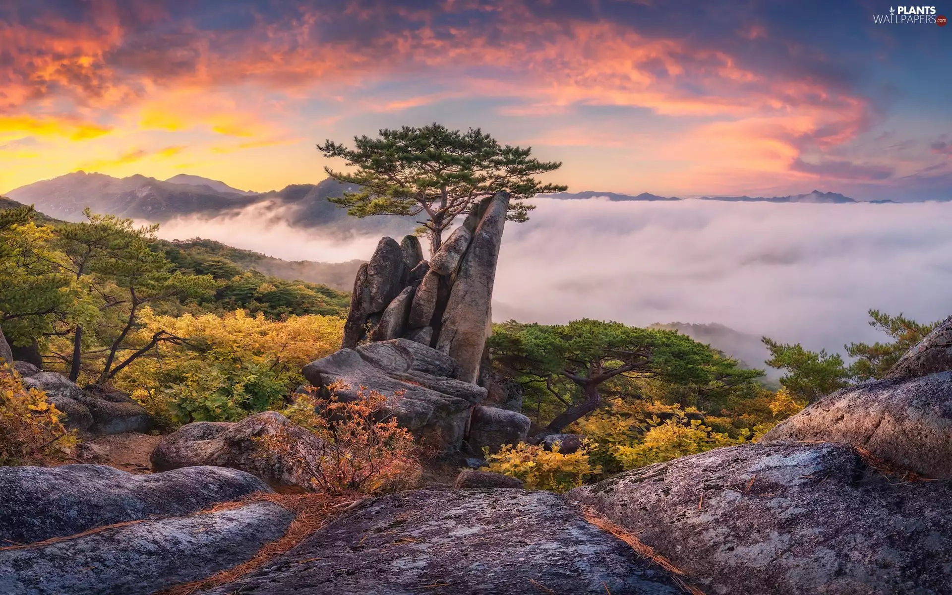 trees, Mountains, Plants, rocks, Sunrise, pine, Fog