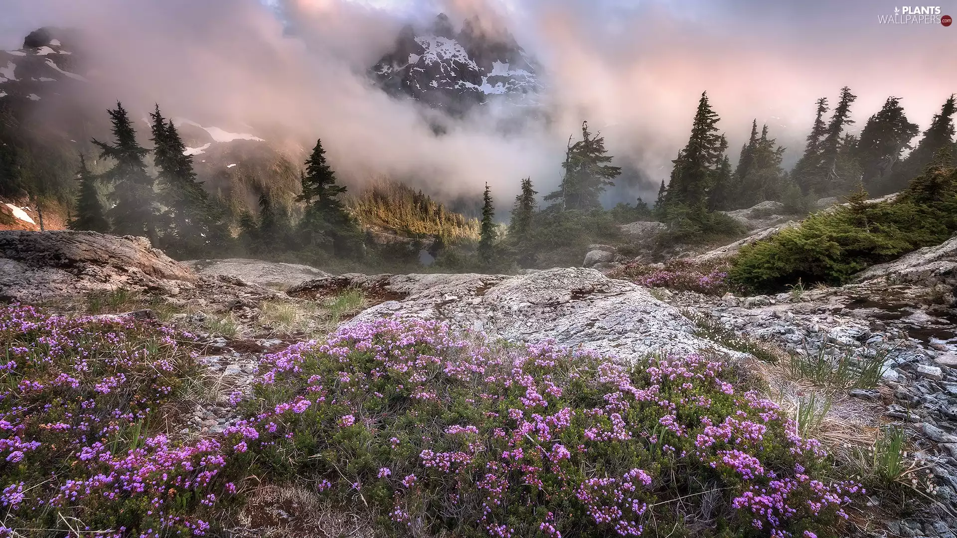 trees, Fog, purple, rocks, Mountains, viewes, Flowers