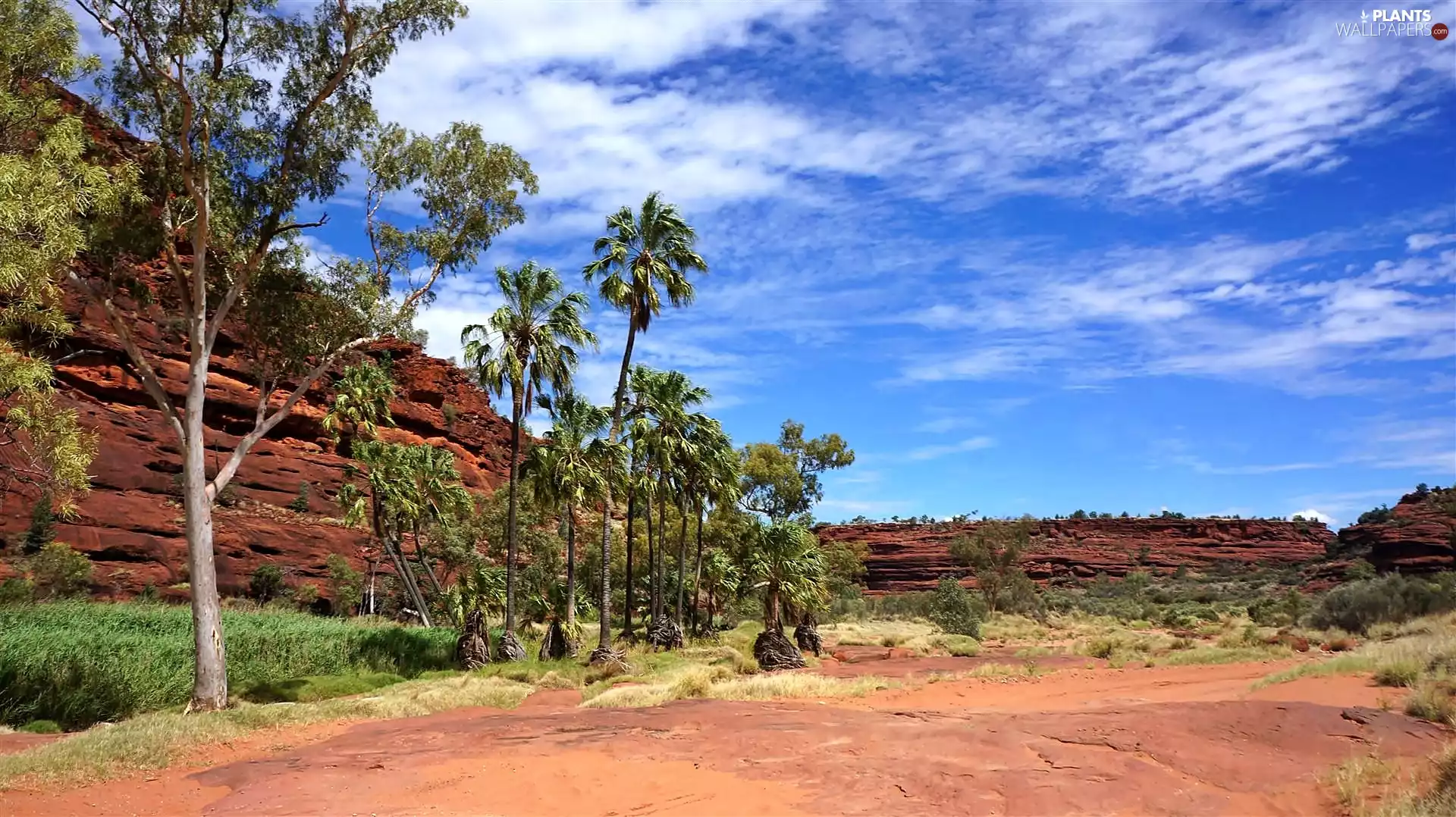 Red, Palms, Skrub, rocks