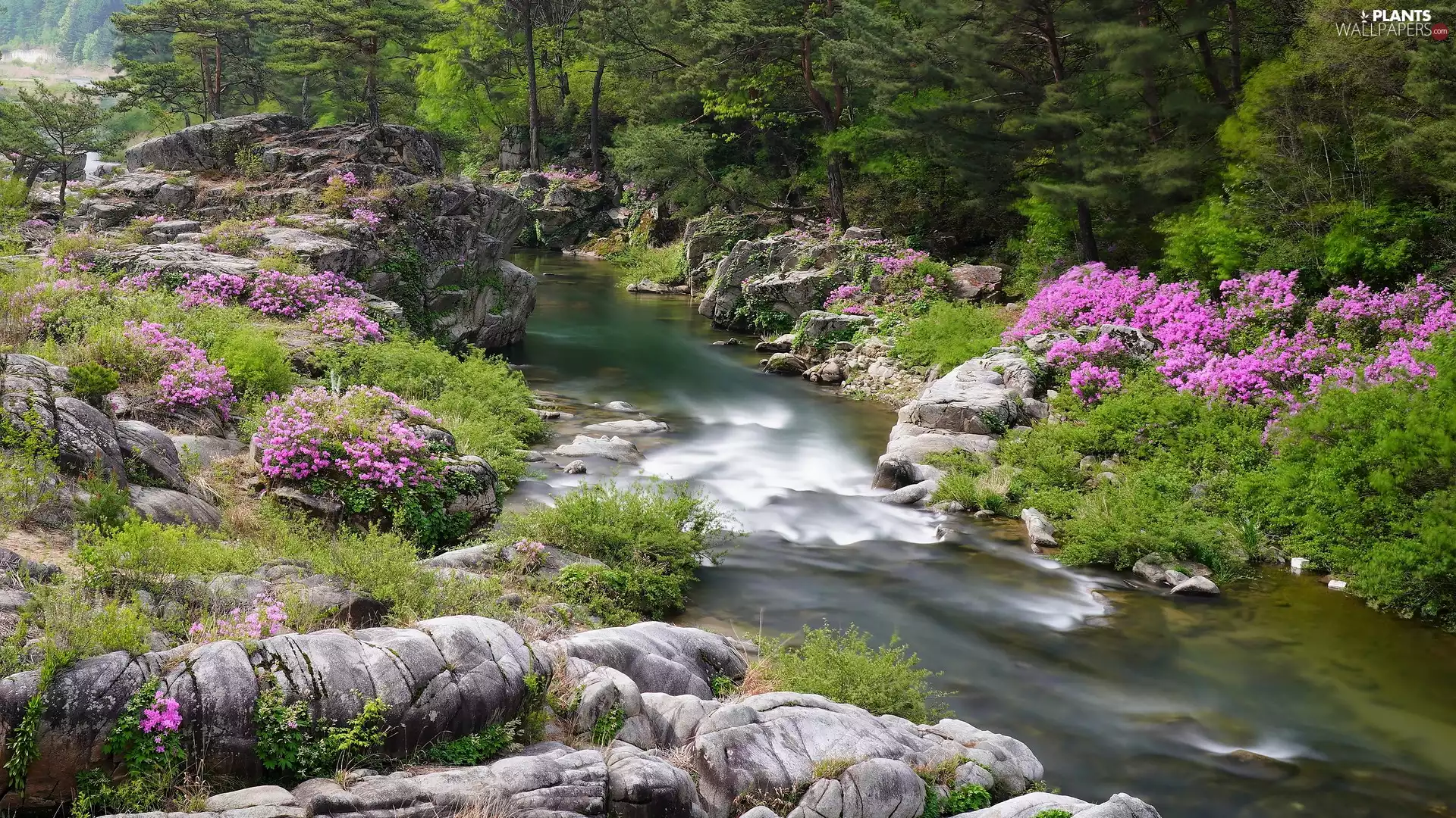 trees, viewes, Rhododendron, Bush, Azaleas, stream, mountainous, rocks